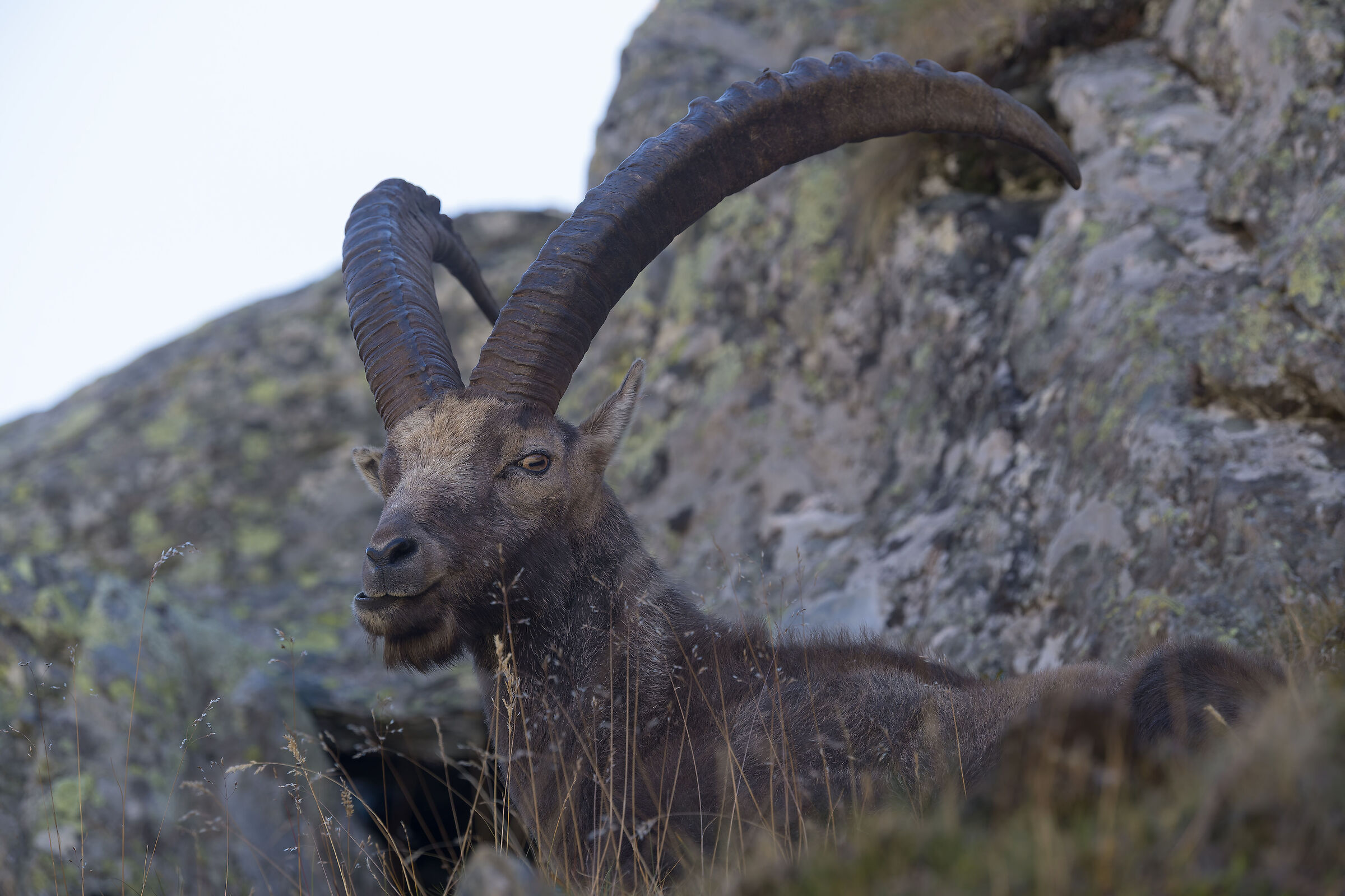 Ibex - Gran Paradiso National Park