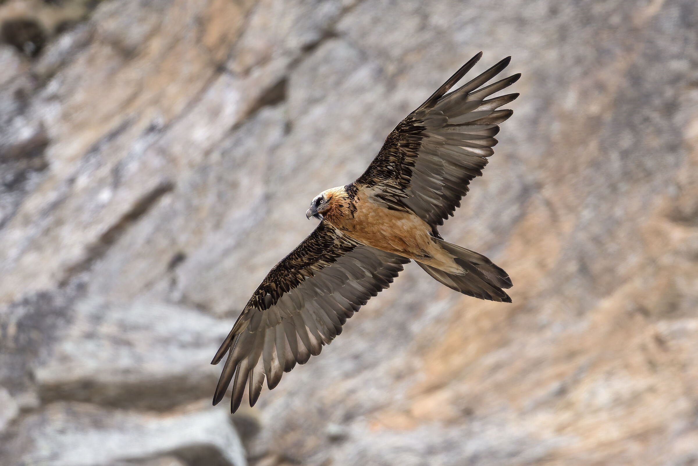 Gypaetus barbatus - Gran Paradiso National Park