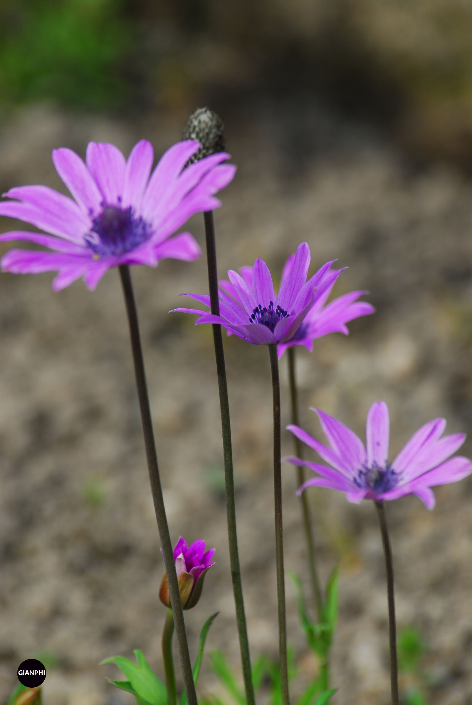Star anemone