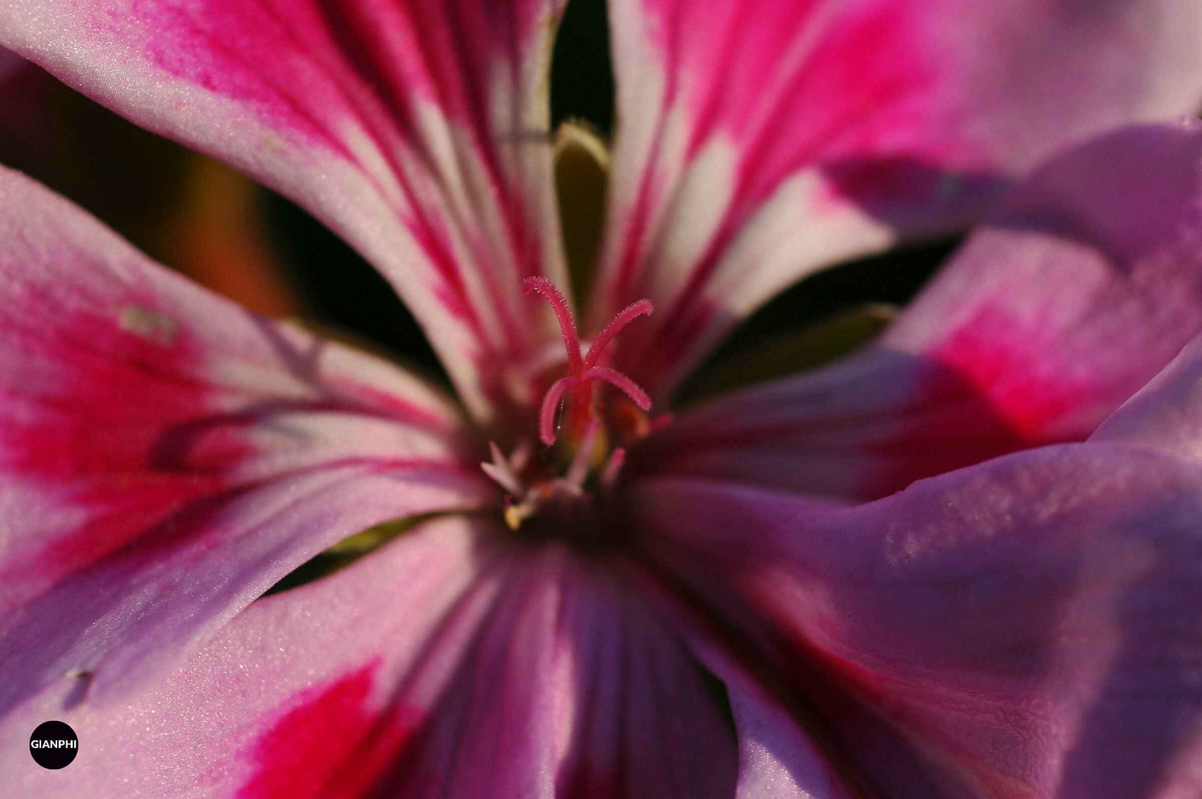 Untitled Photo
