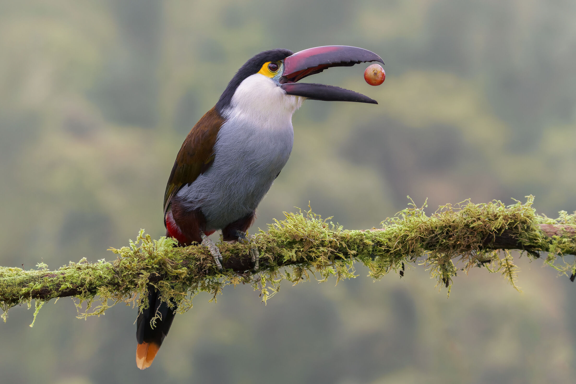 Tucano montano pettonero