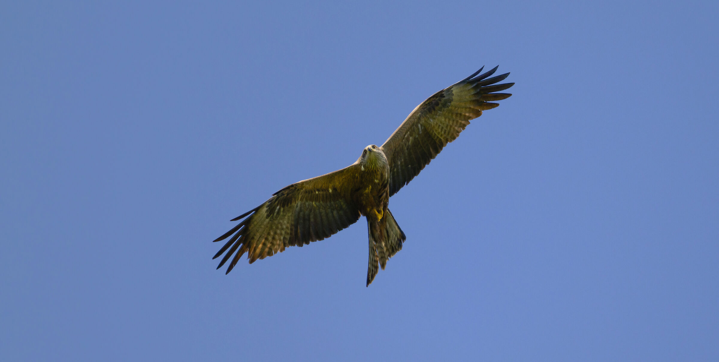black kite