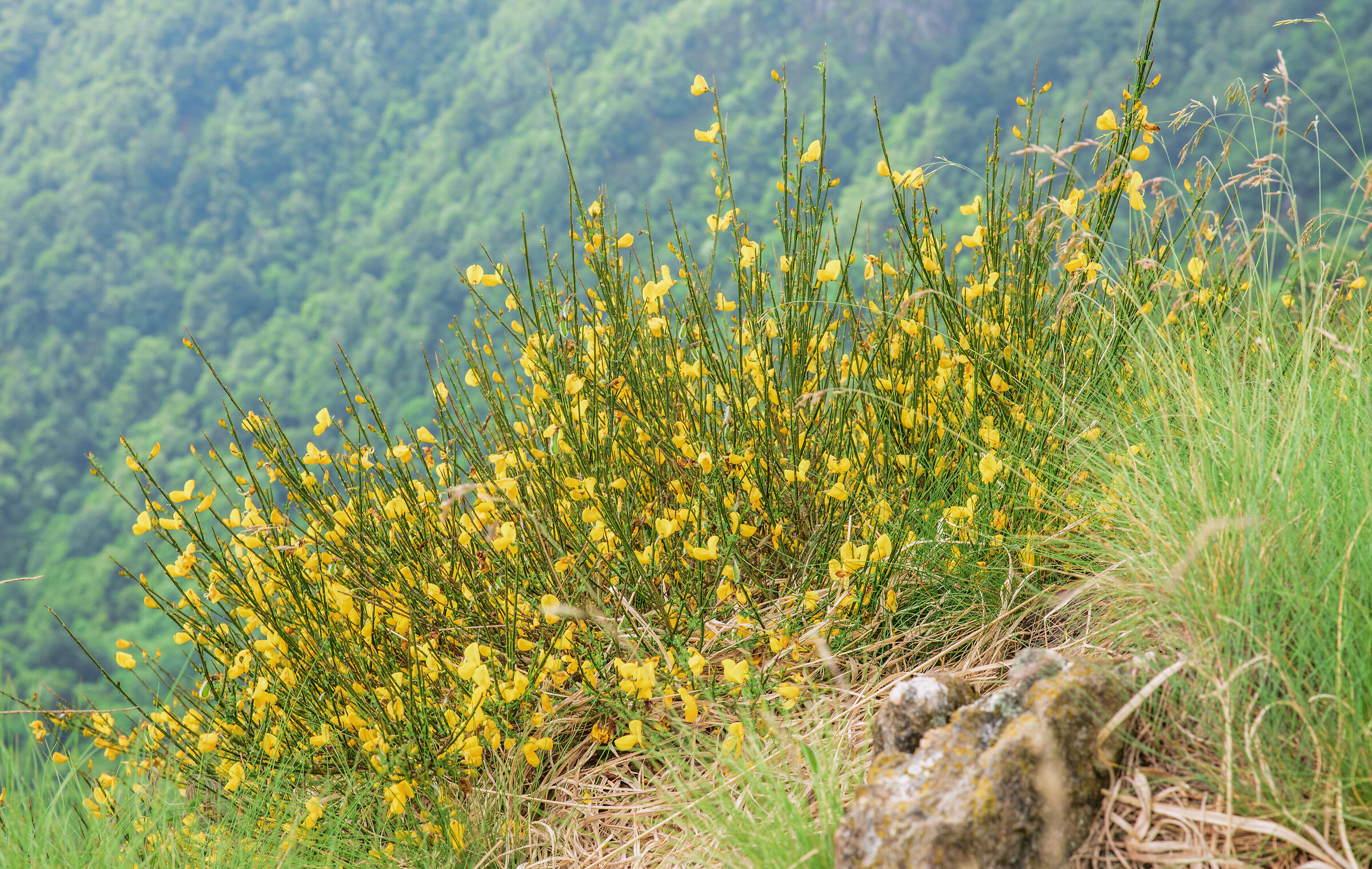 broom