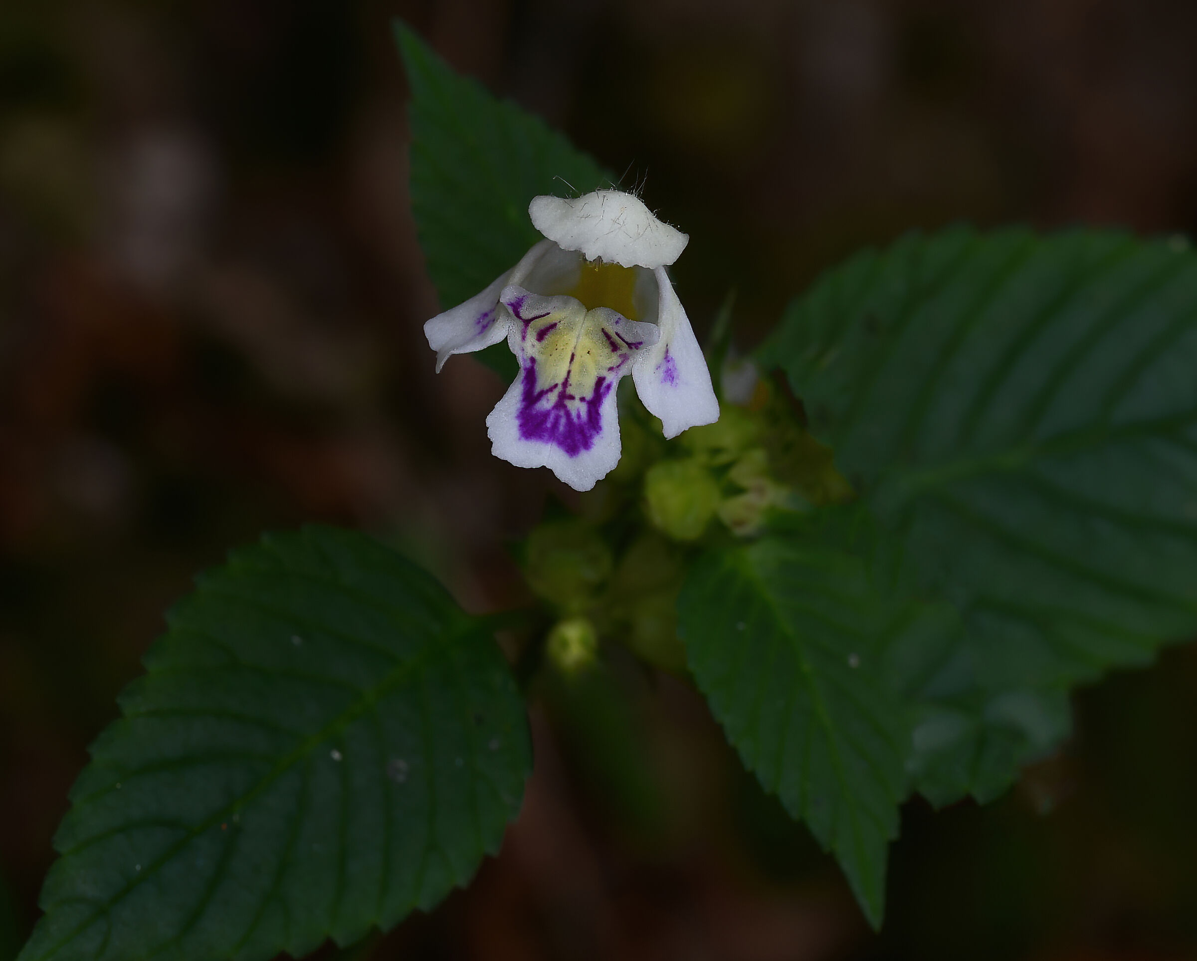 Galeopsis speciosa...