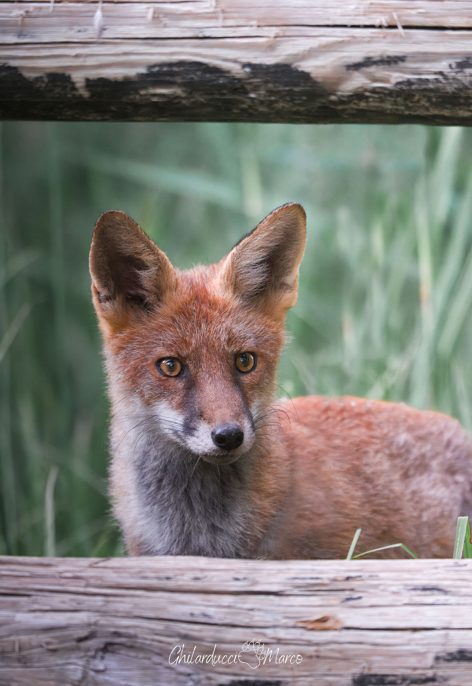 Vulpes vulpes