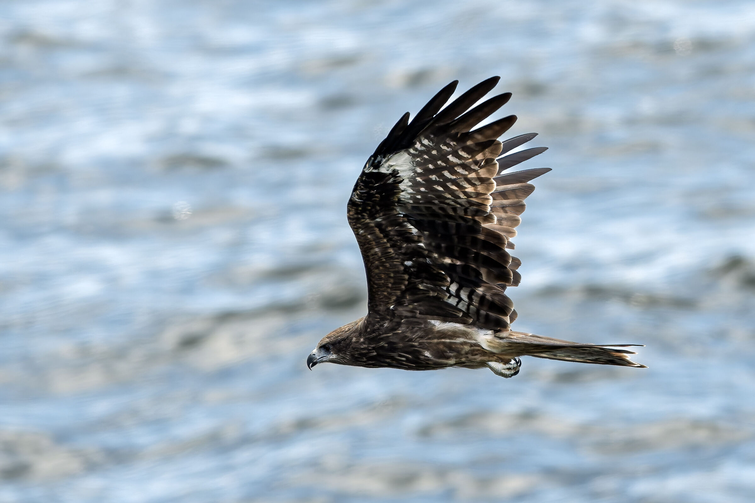 The flight of the Kite (panning)