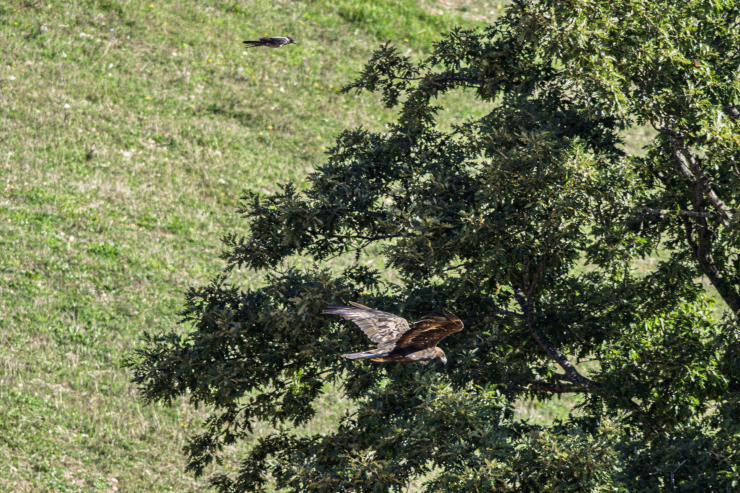 Golden eagle