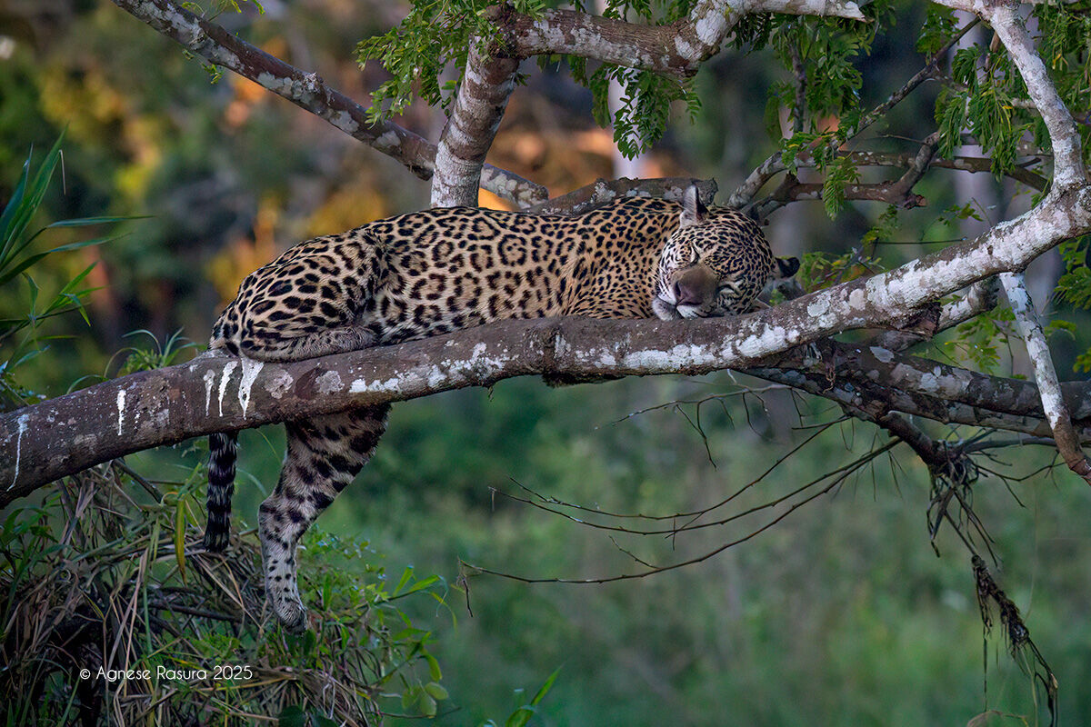Giaguaro Sogni d'oro