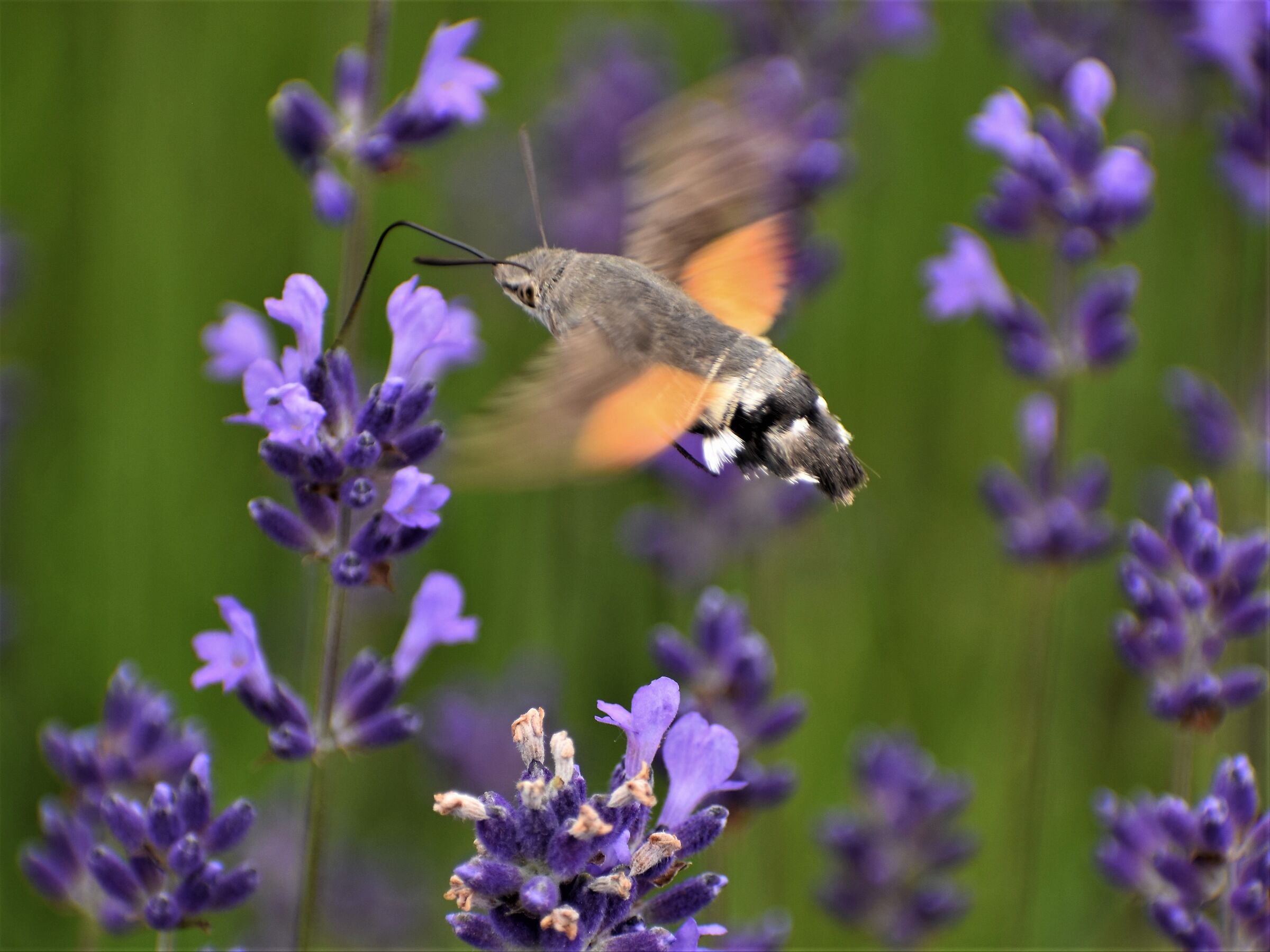 Sfinge colibri in azione