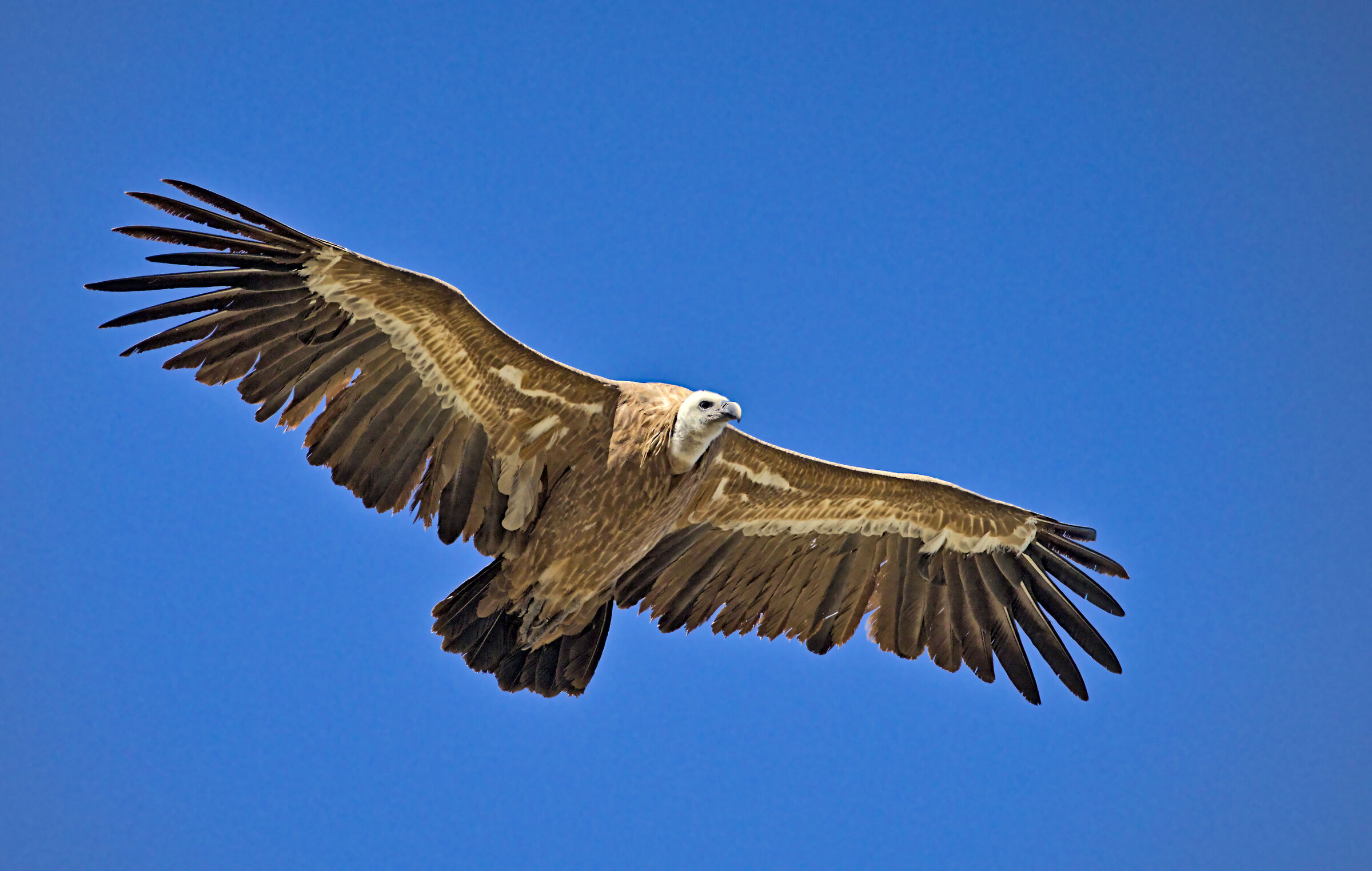 Griffin