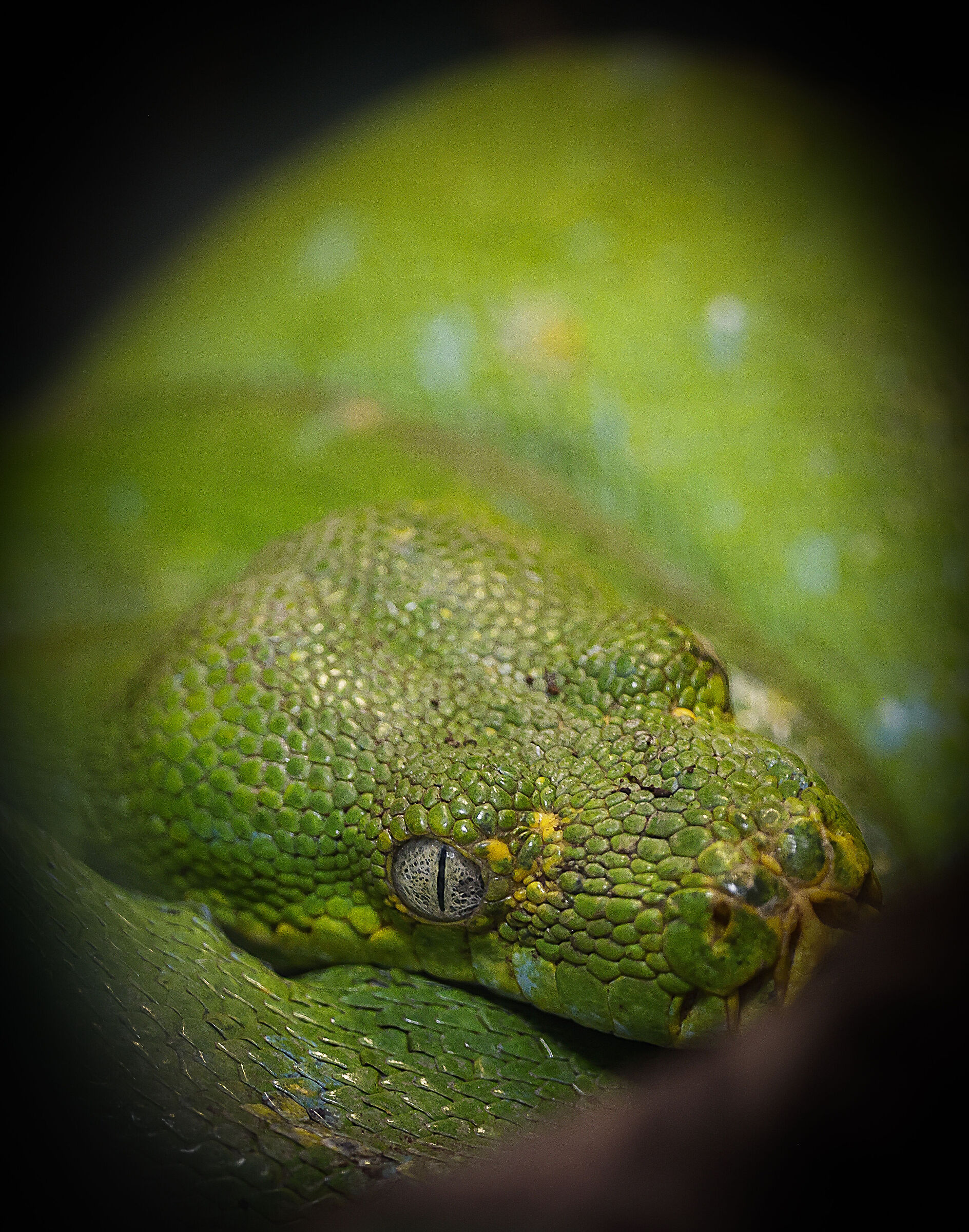 Pitone verde degli alberi