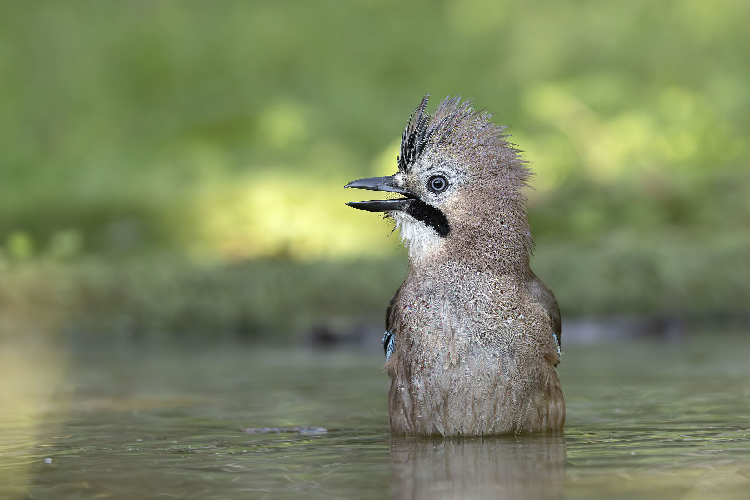 Jay in the bath