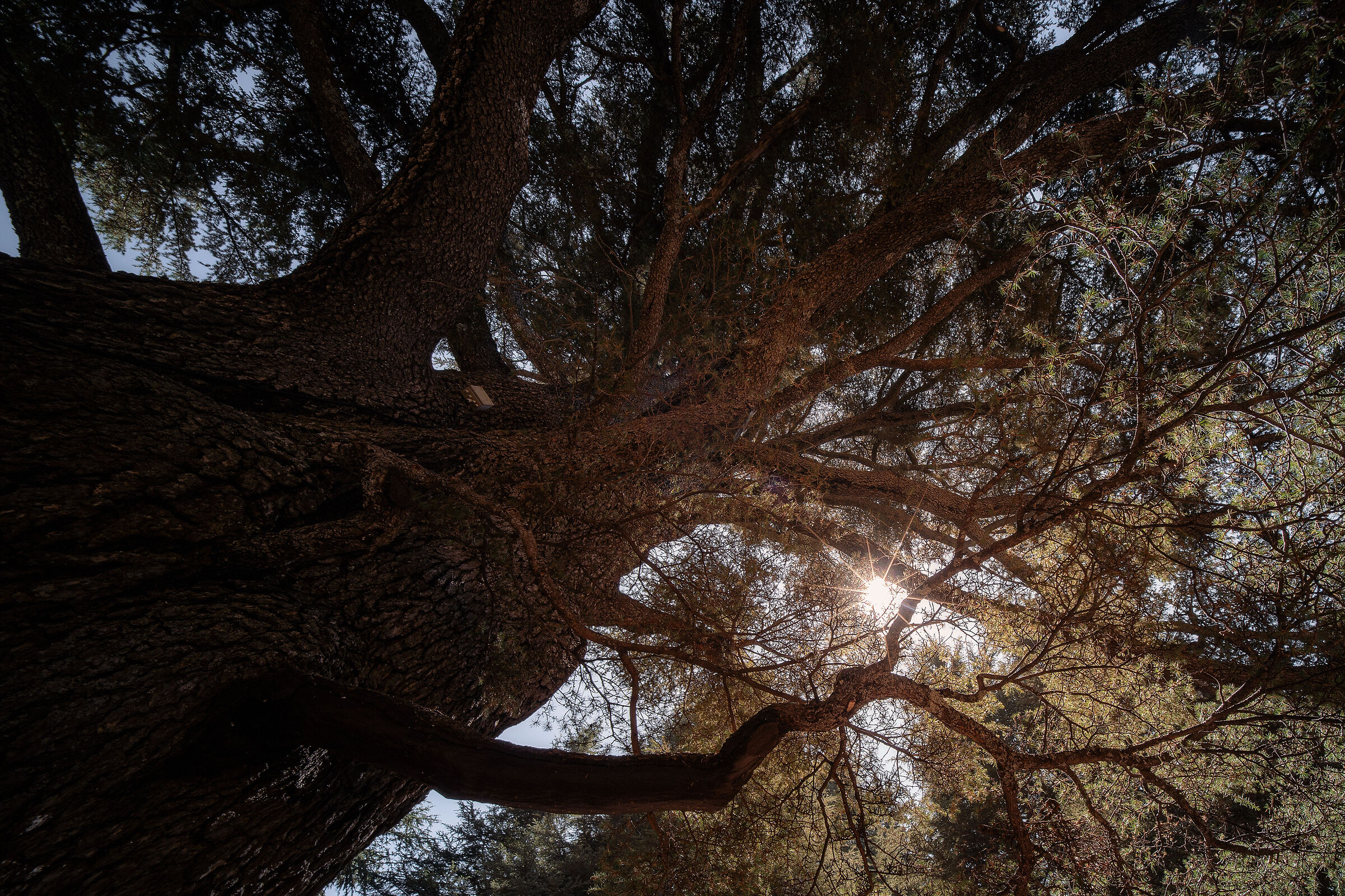 Cedars of God II