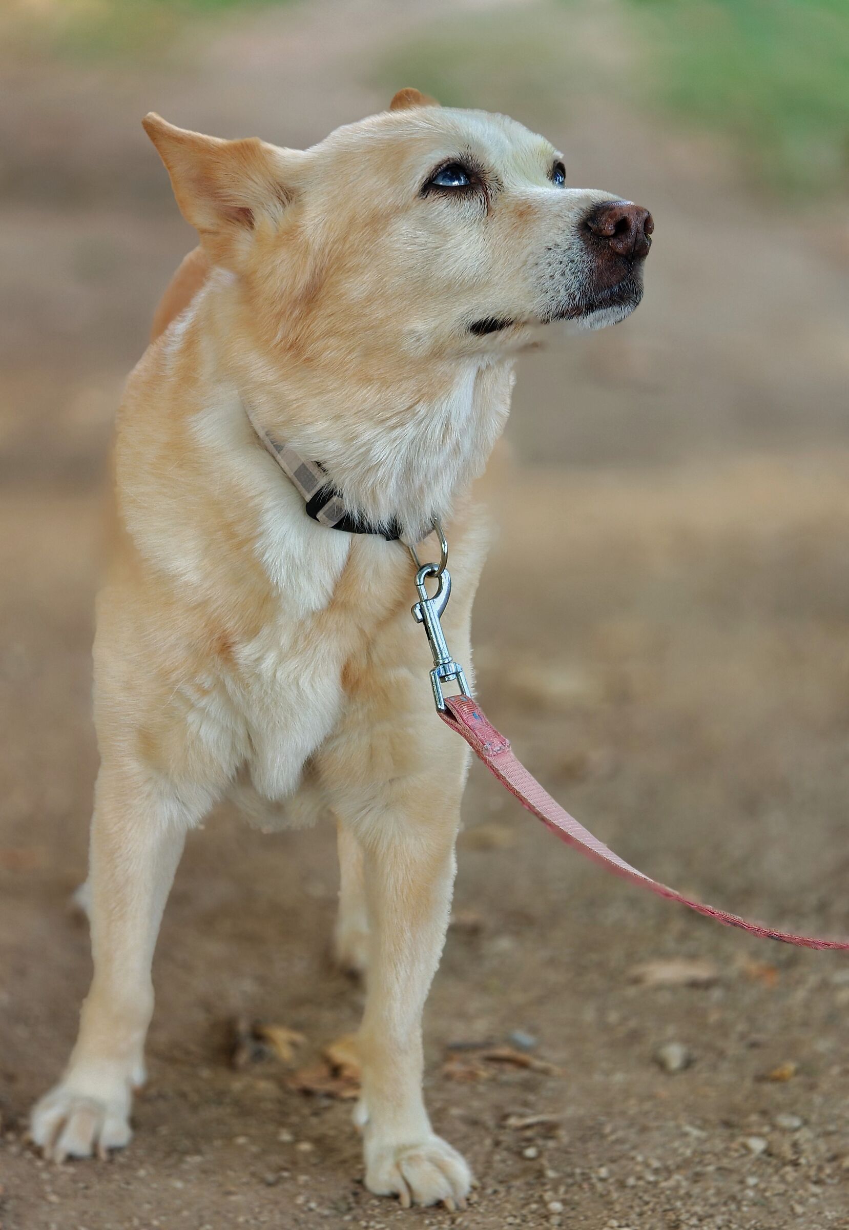 Molly occhi di ghiaccio