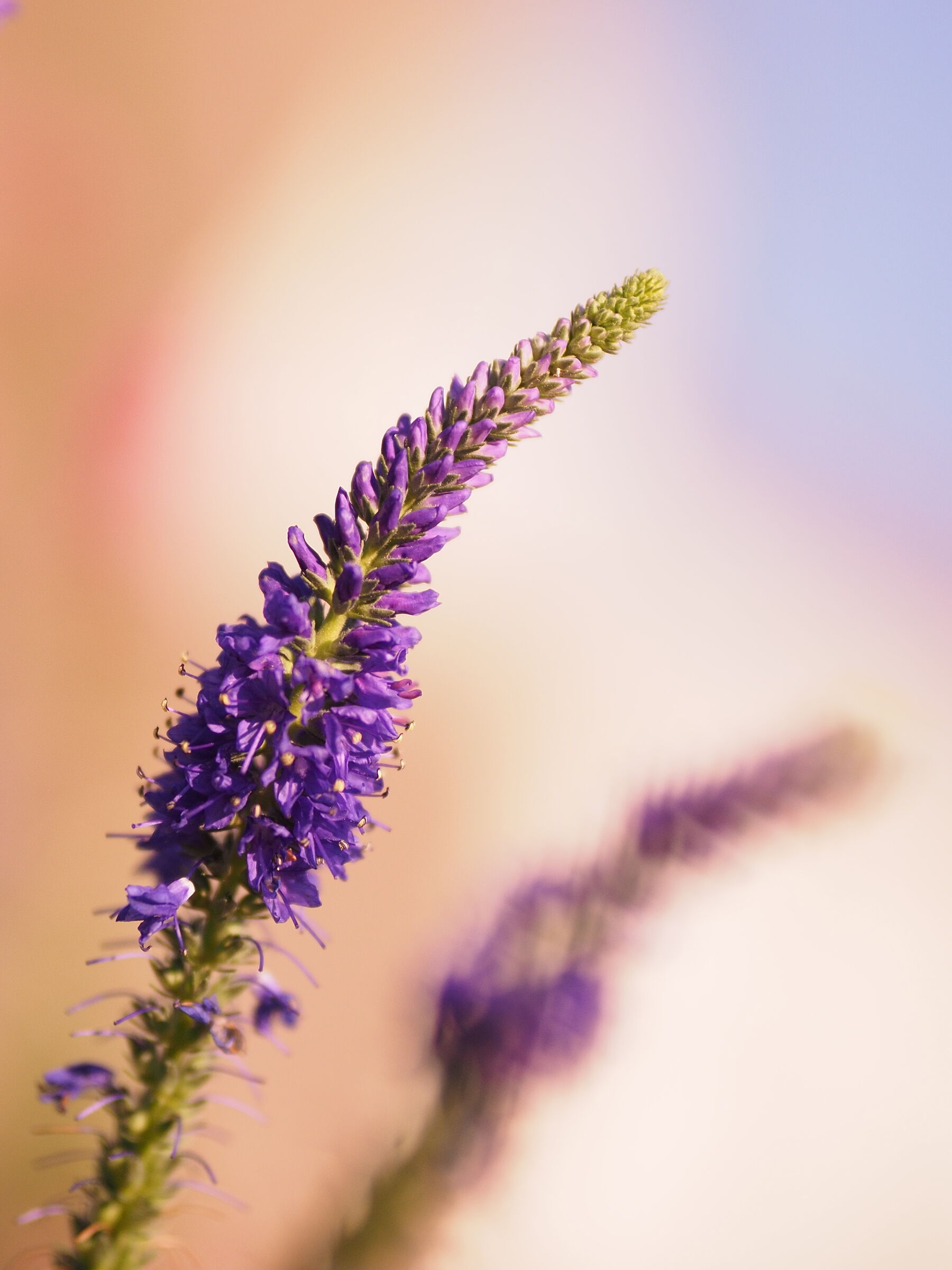 Veronica spicata