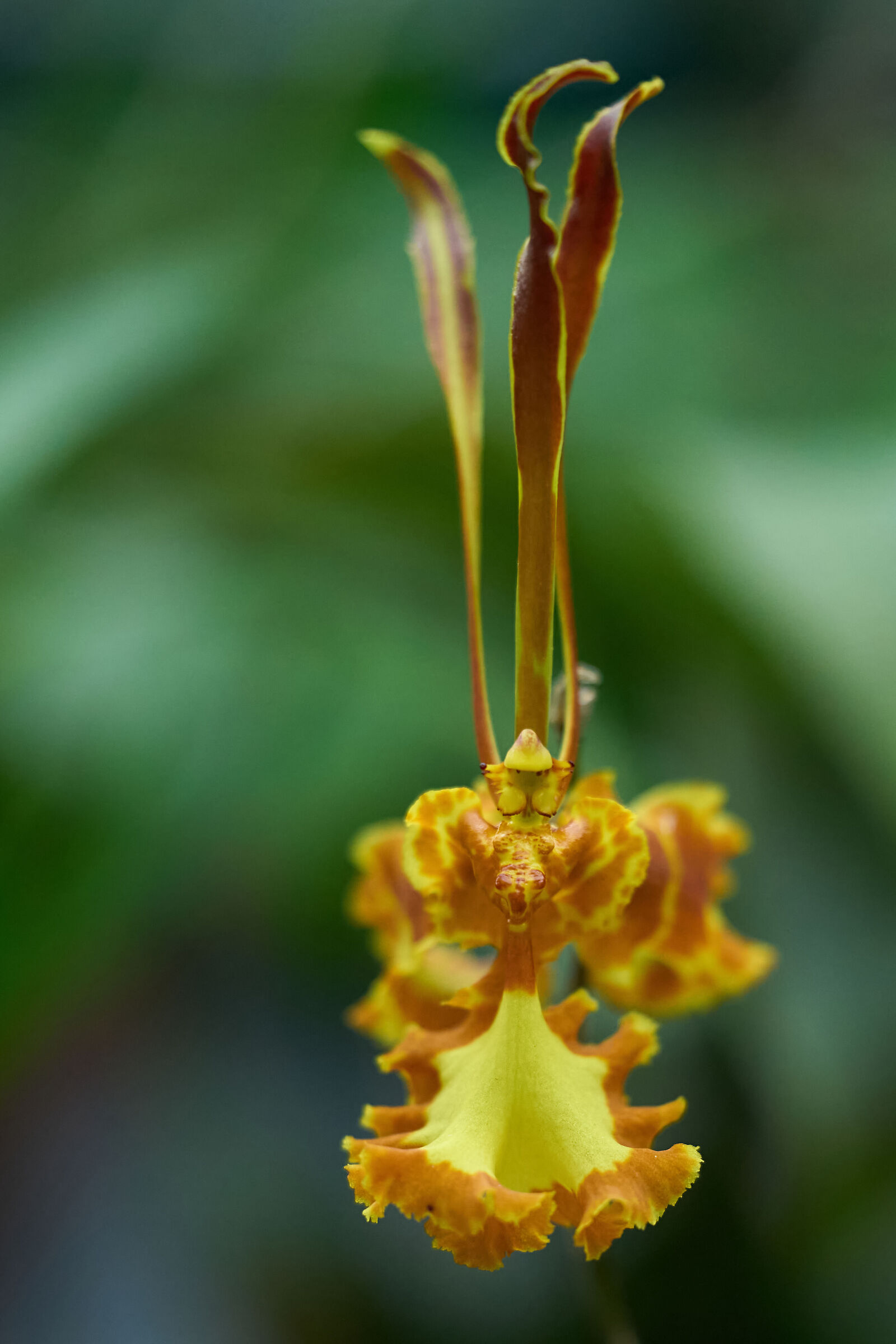 Oncidium Papilio