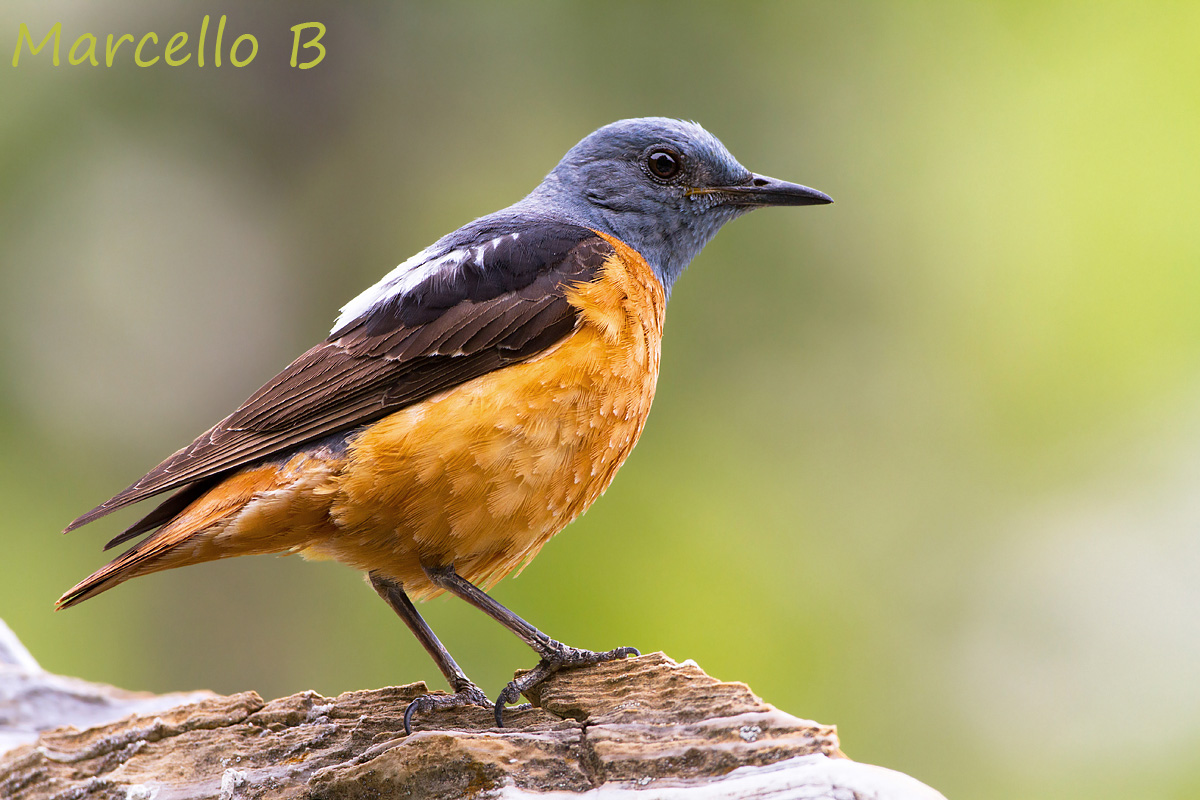 Codirossone - Alpi Apuane .