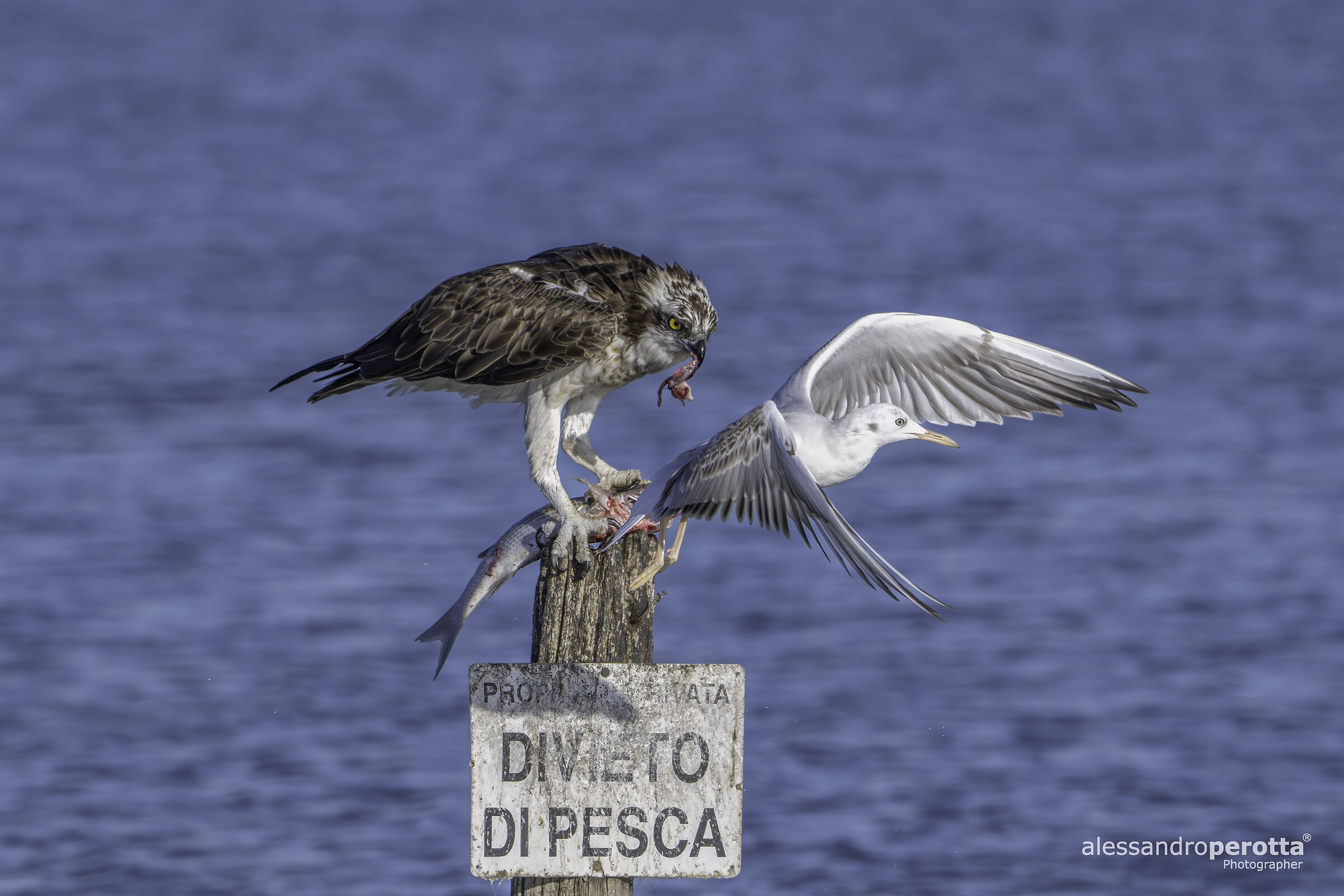 Pandion haliaetus (Osprey)