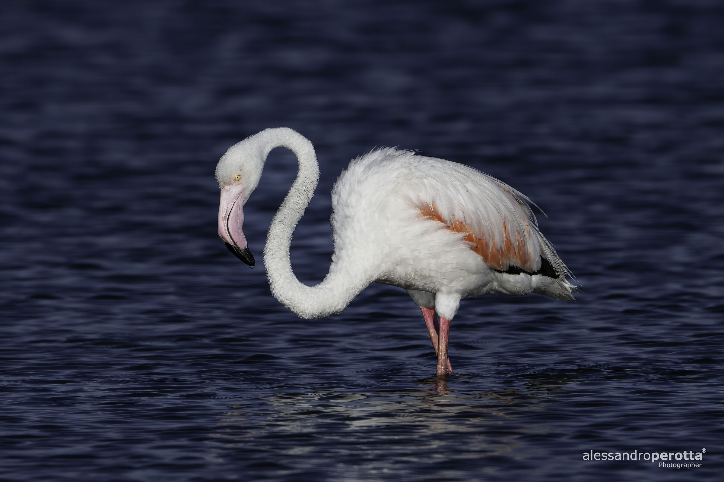 Phoenicopterus roseus