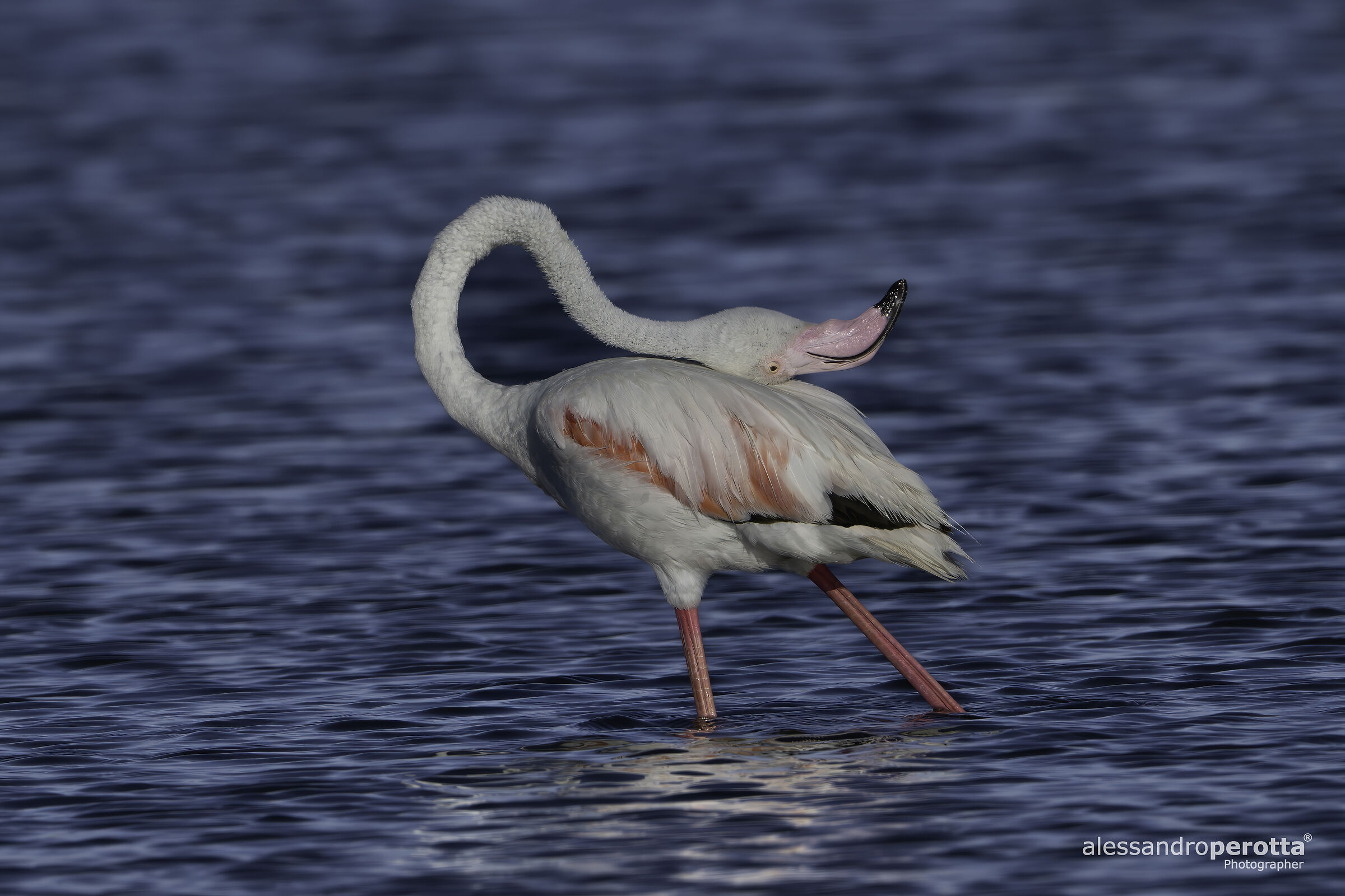 Phoenicopterus roseus