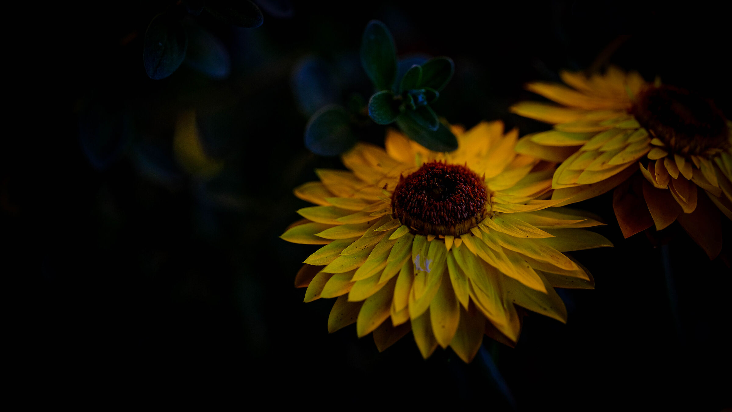 Girasol