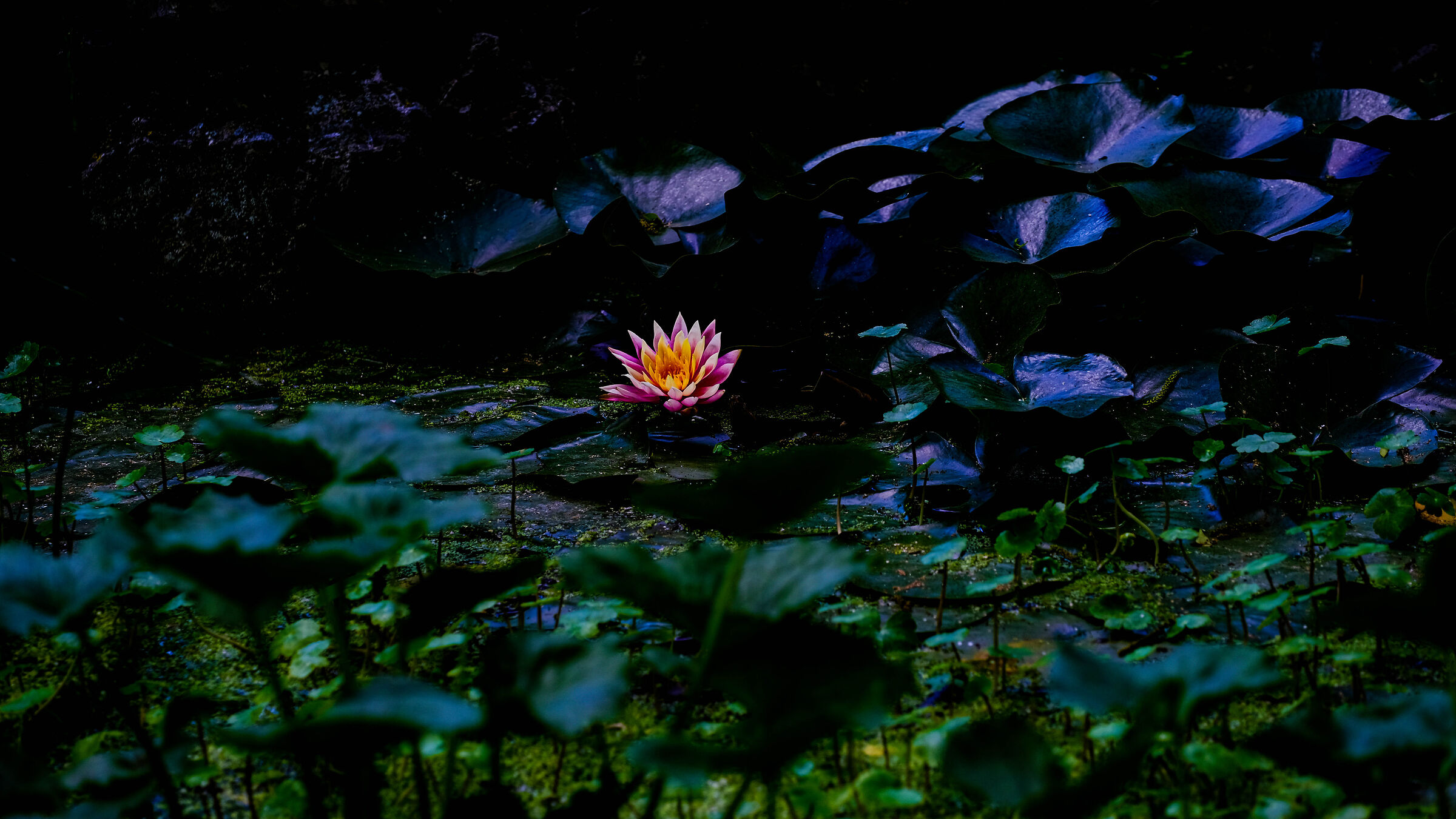 Of the Lotus the Pond