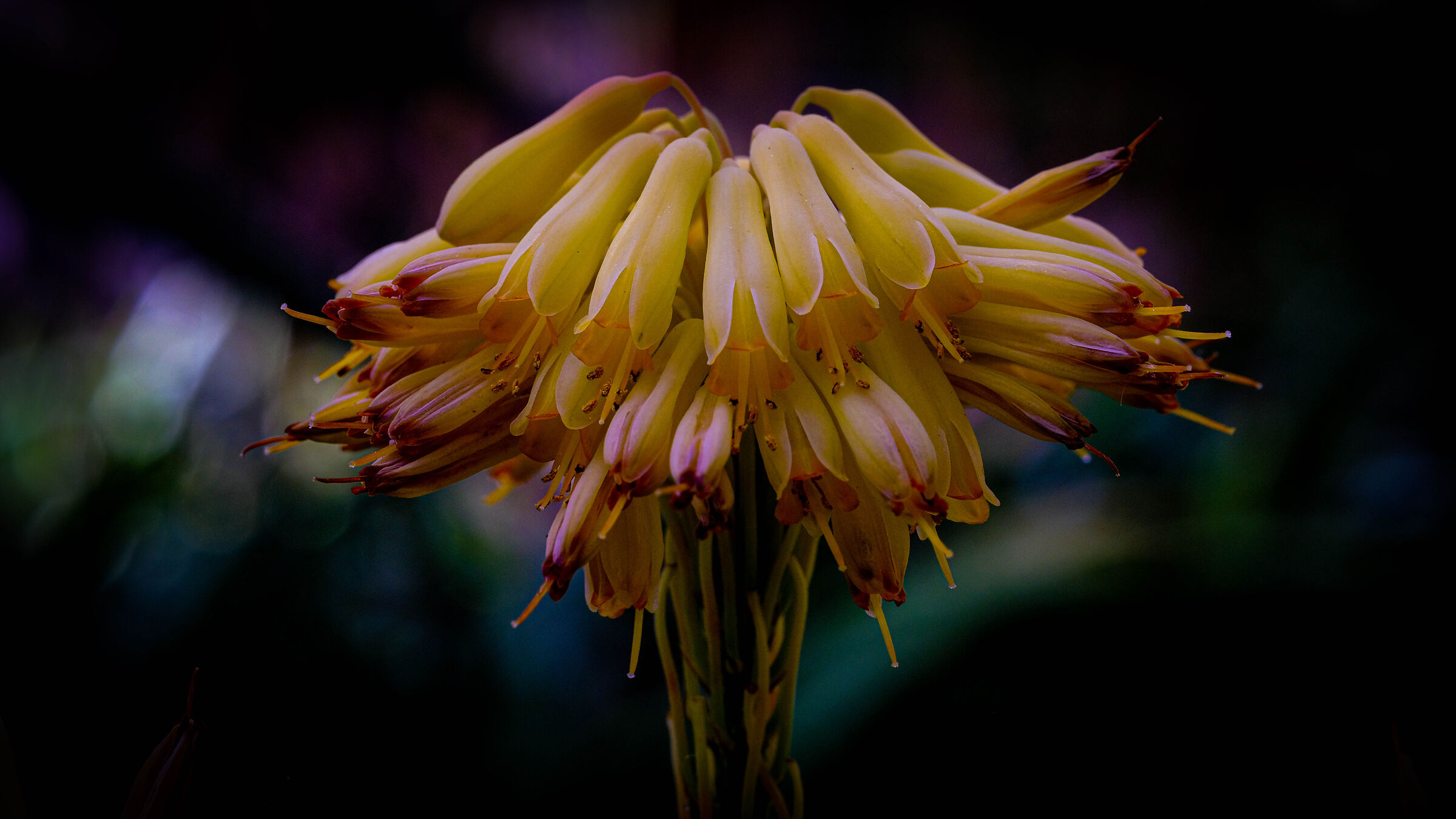Macro sul Giallo che Svanisce