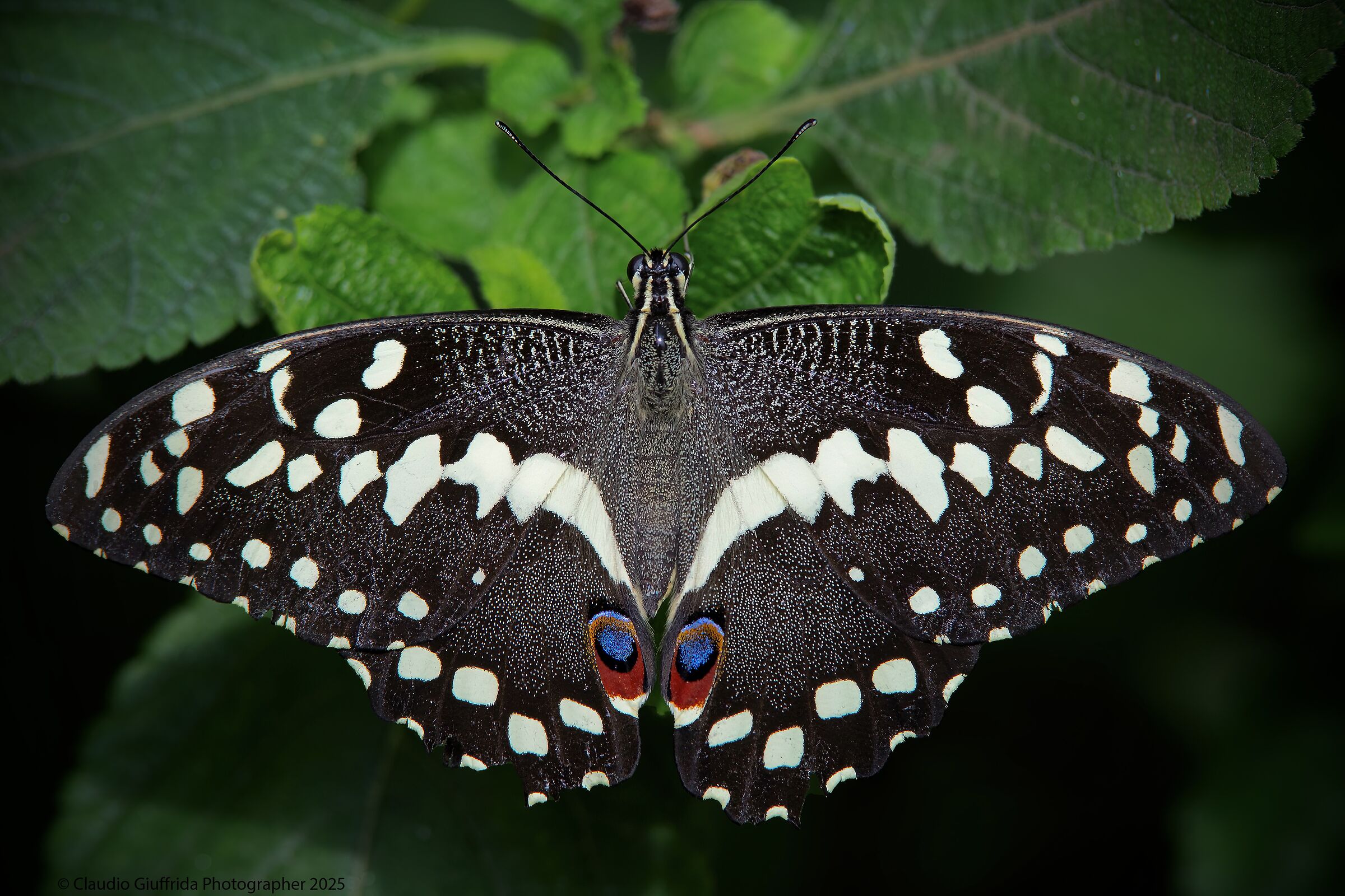 Papilio demoleus