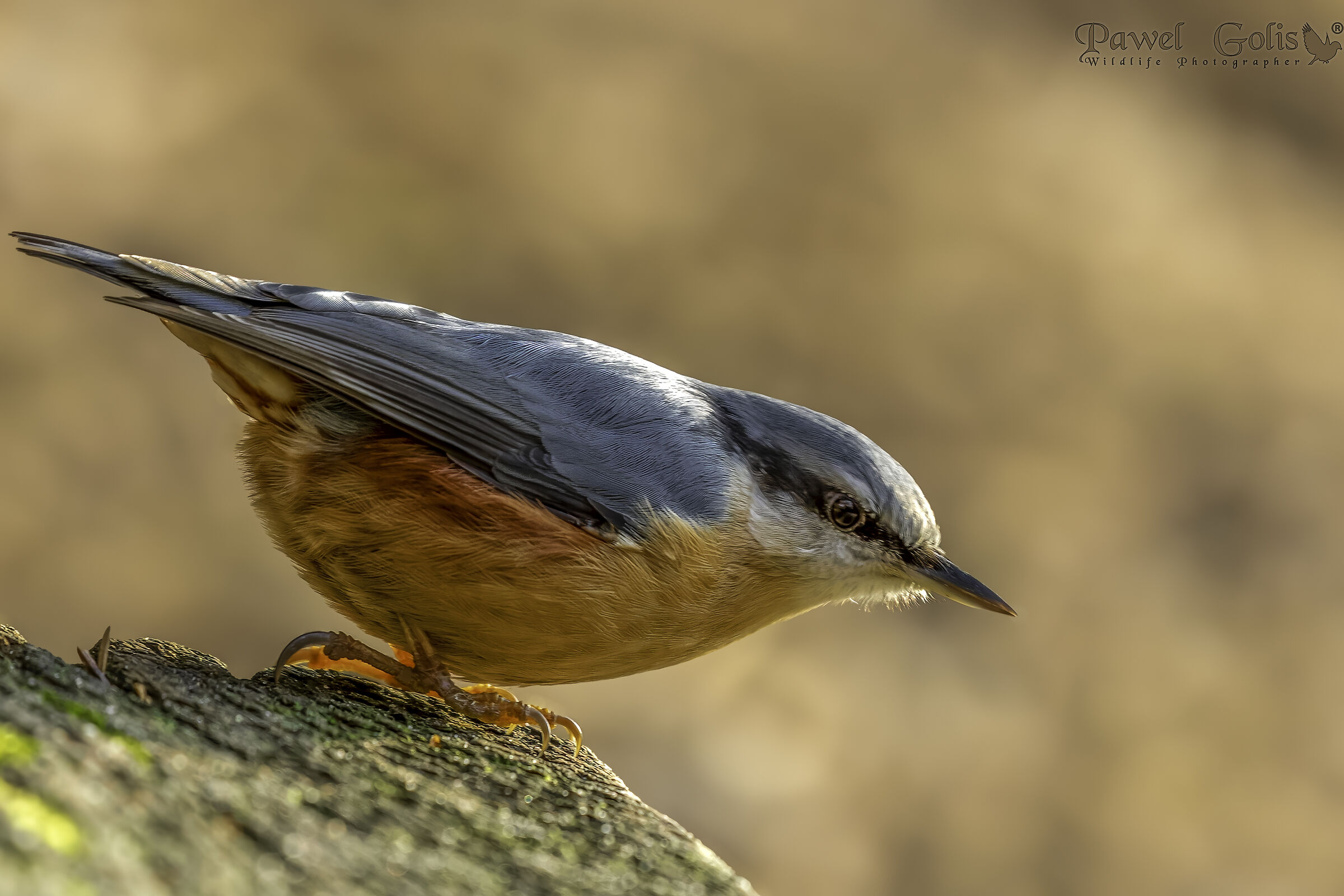 Picchio muratore (Sitta europaea)