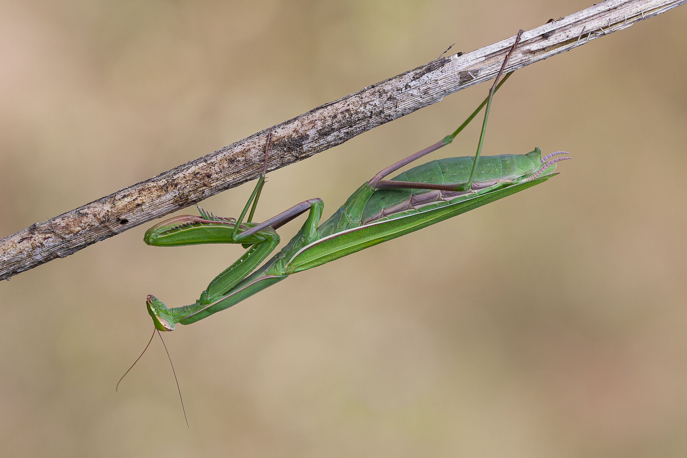 Praying mantis