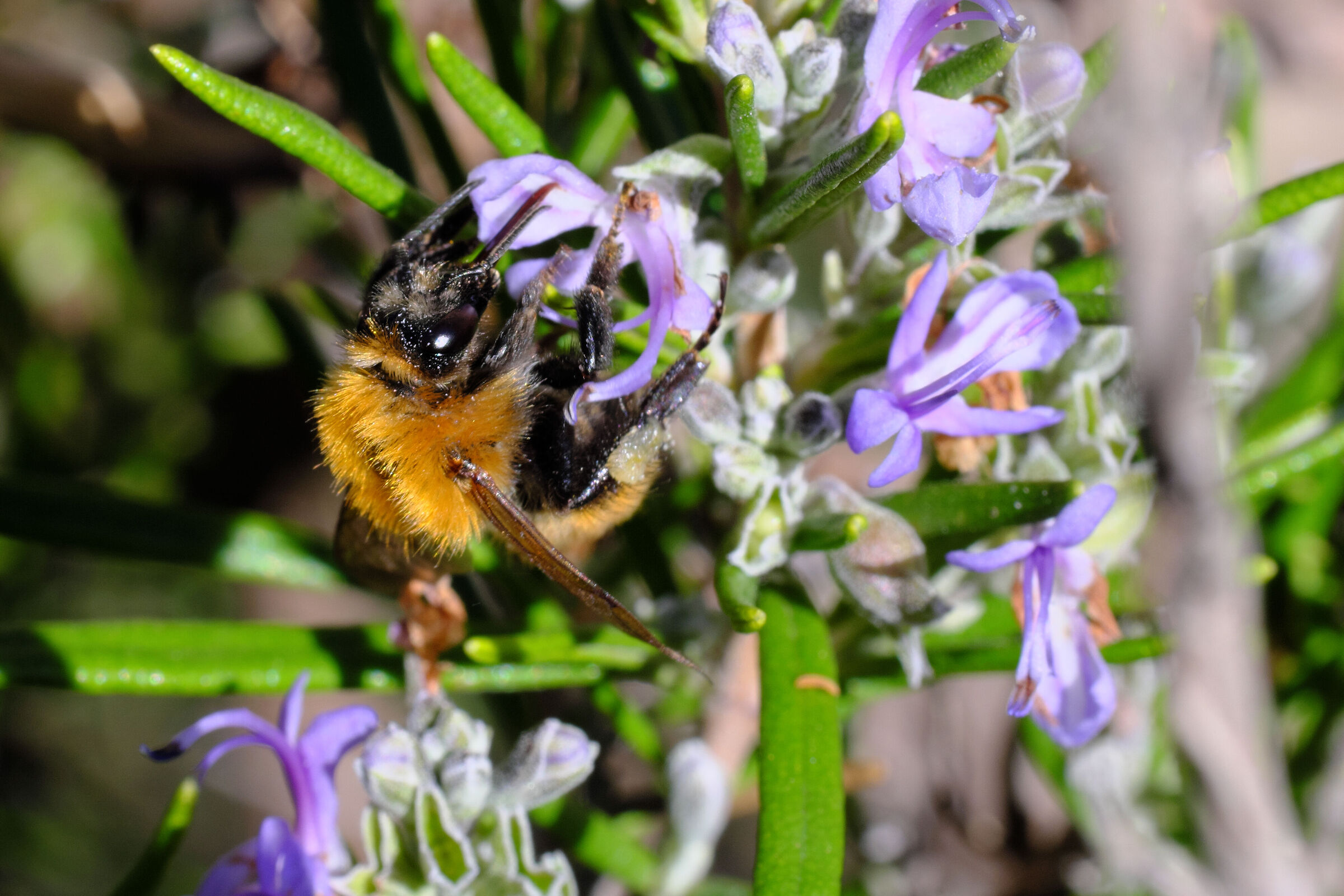 Bumblebee on rosemary