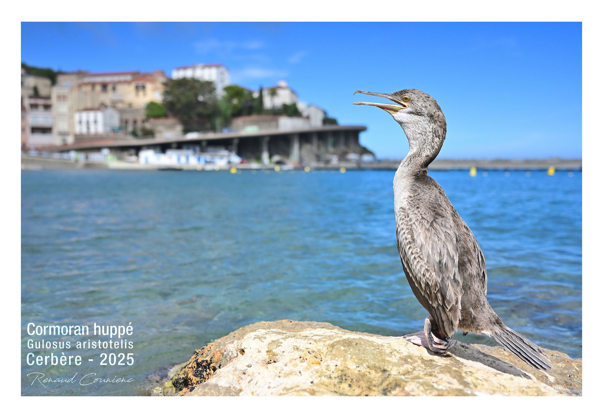 Cormoran huppé