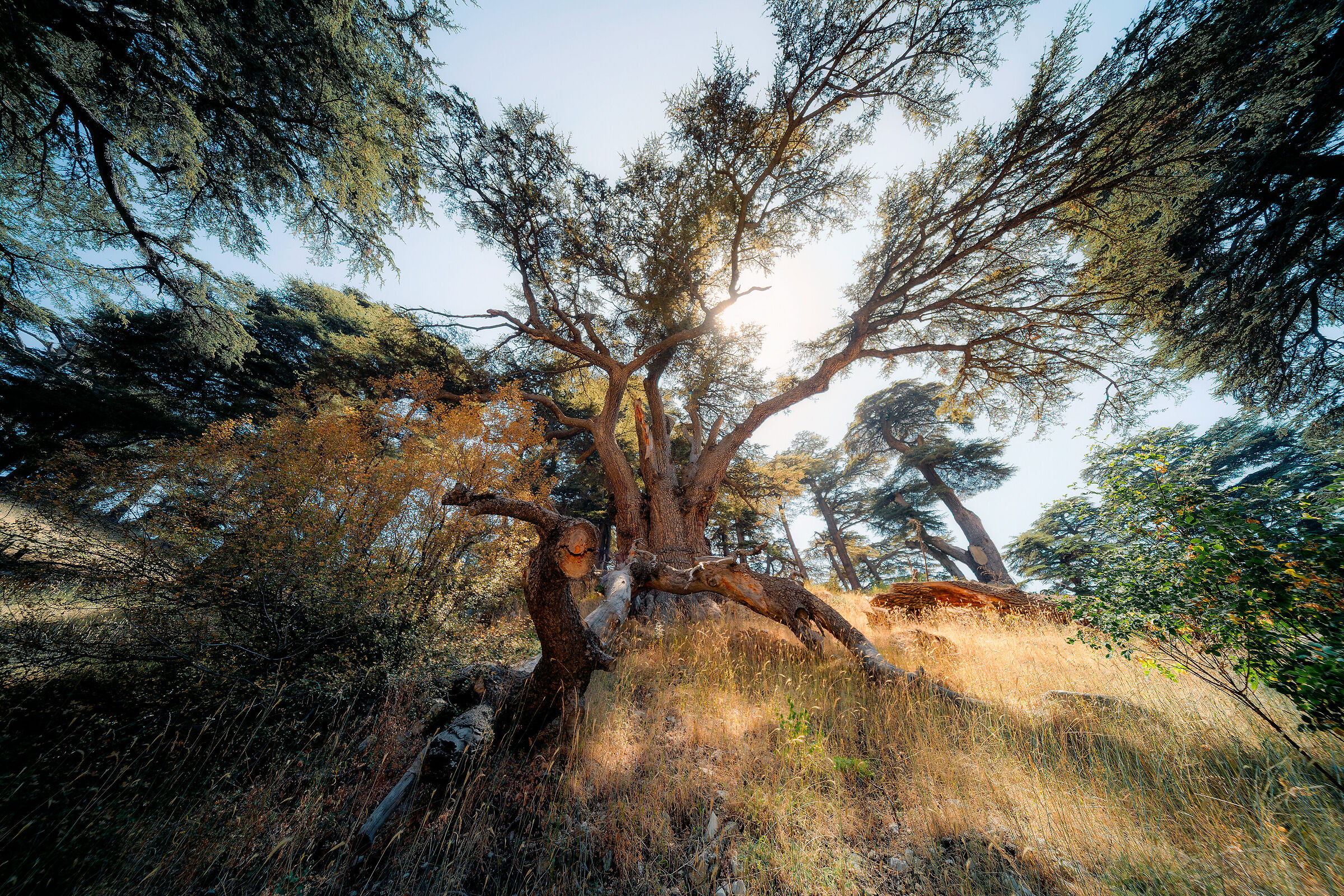 Cedars of God