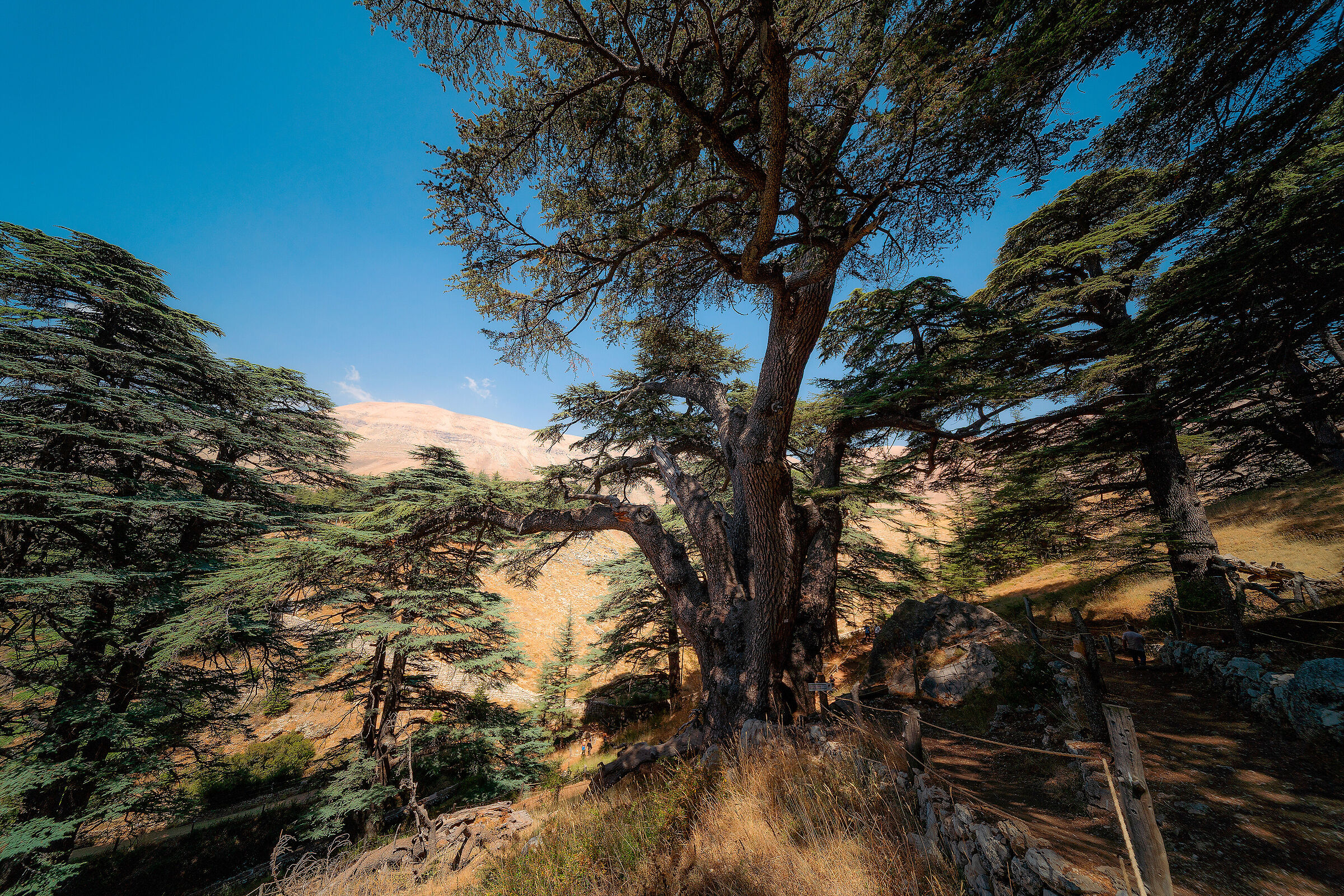 Cedars of God III
