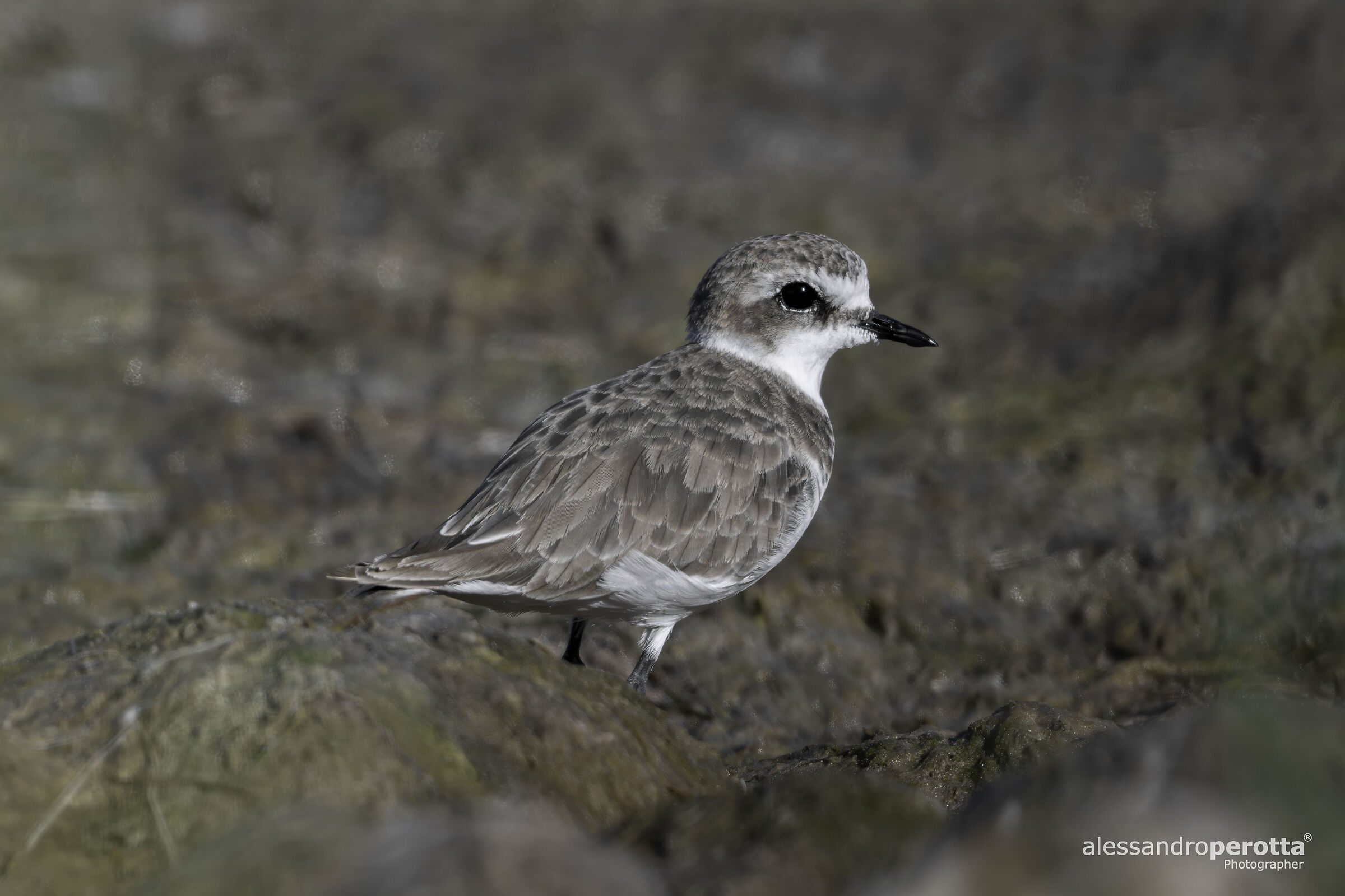 Charadrius alexandrinus