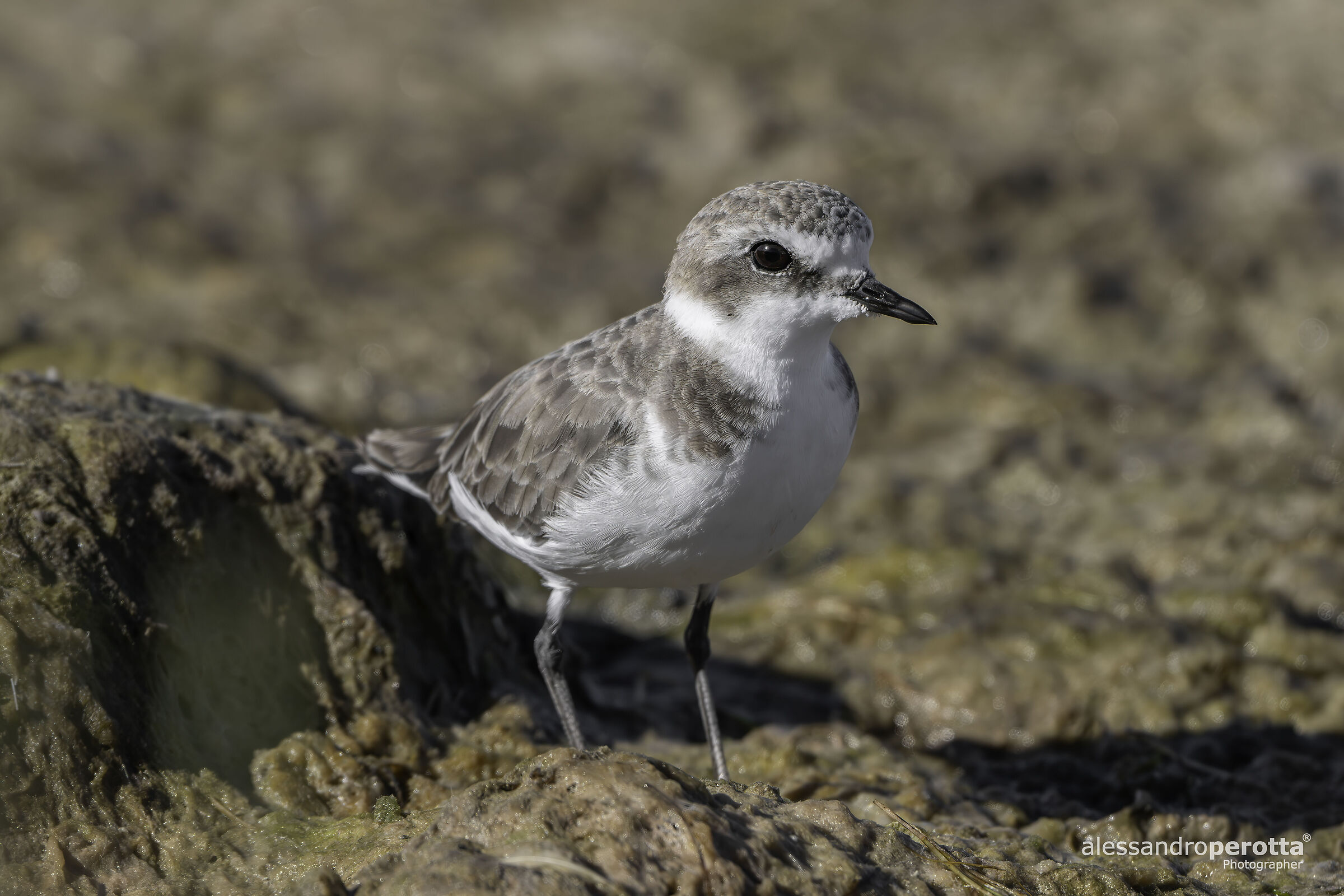 Charadrius alexandrinus