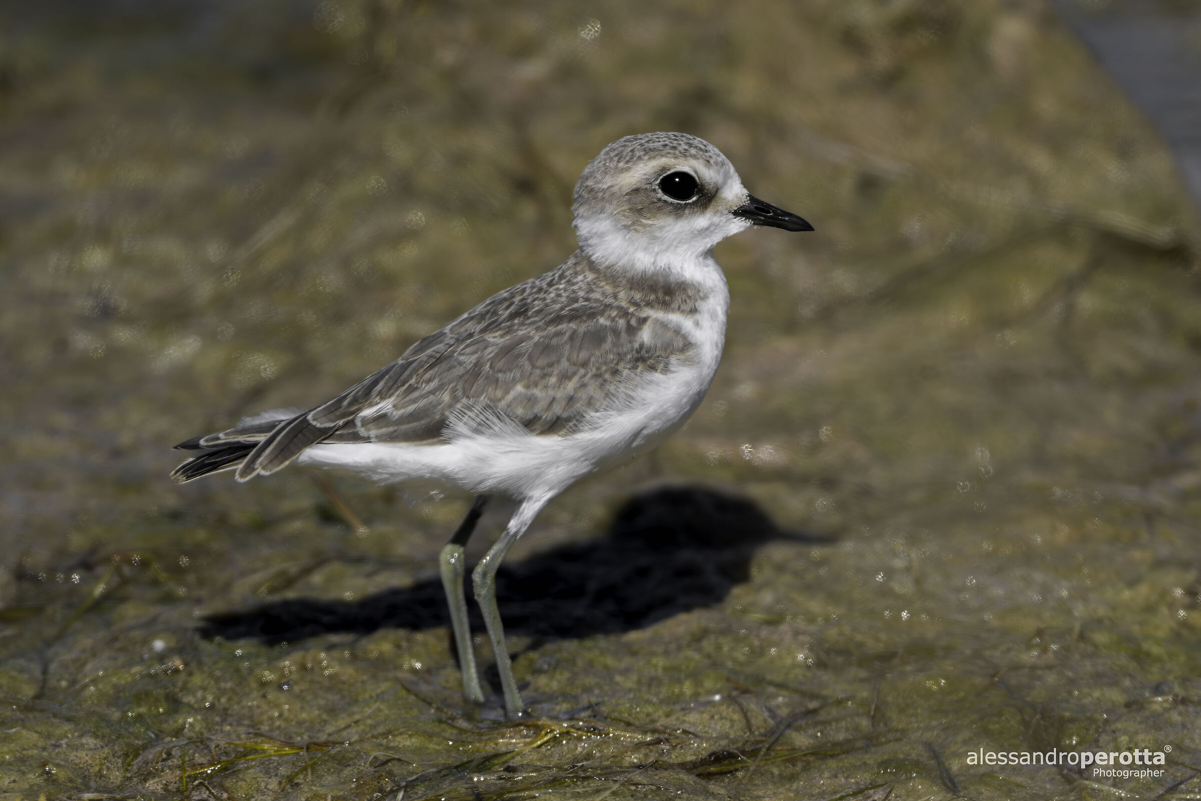 Charadrius alexandrinus