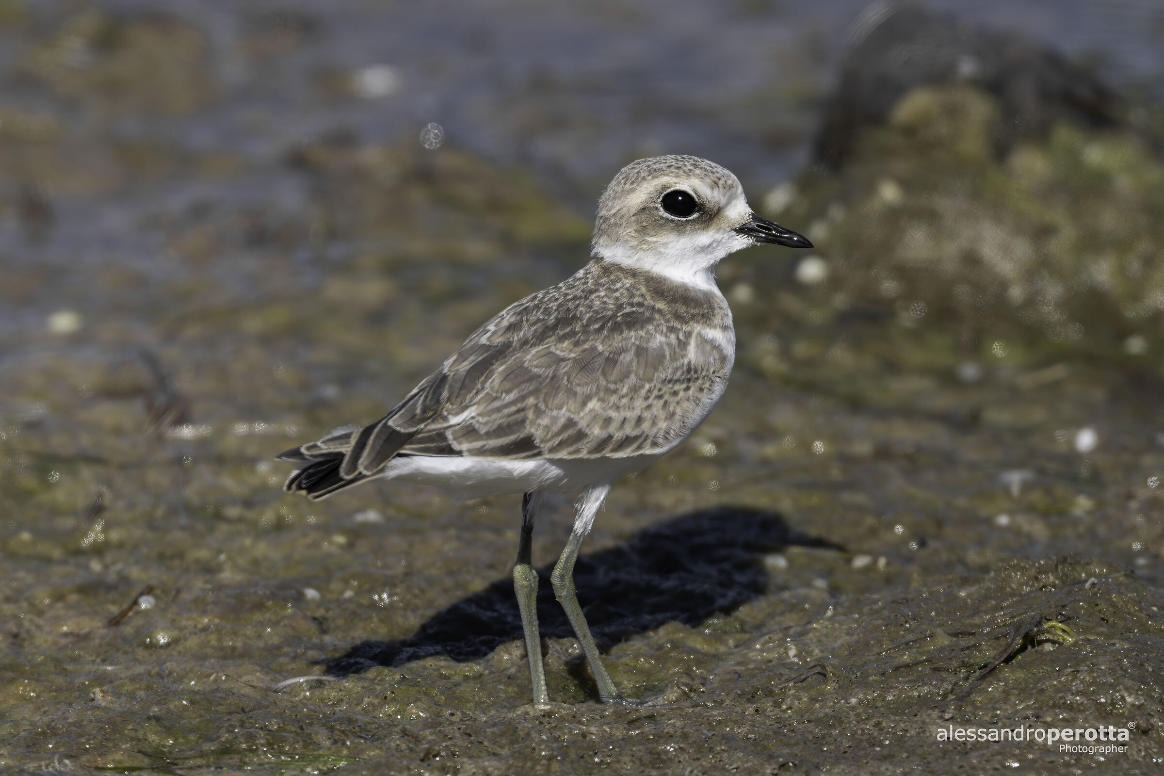Charadrius alexandrinus
