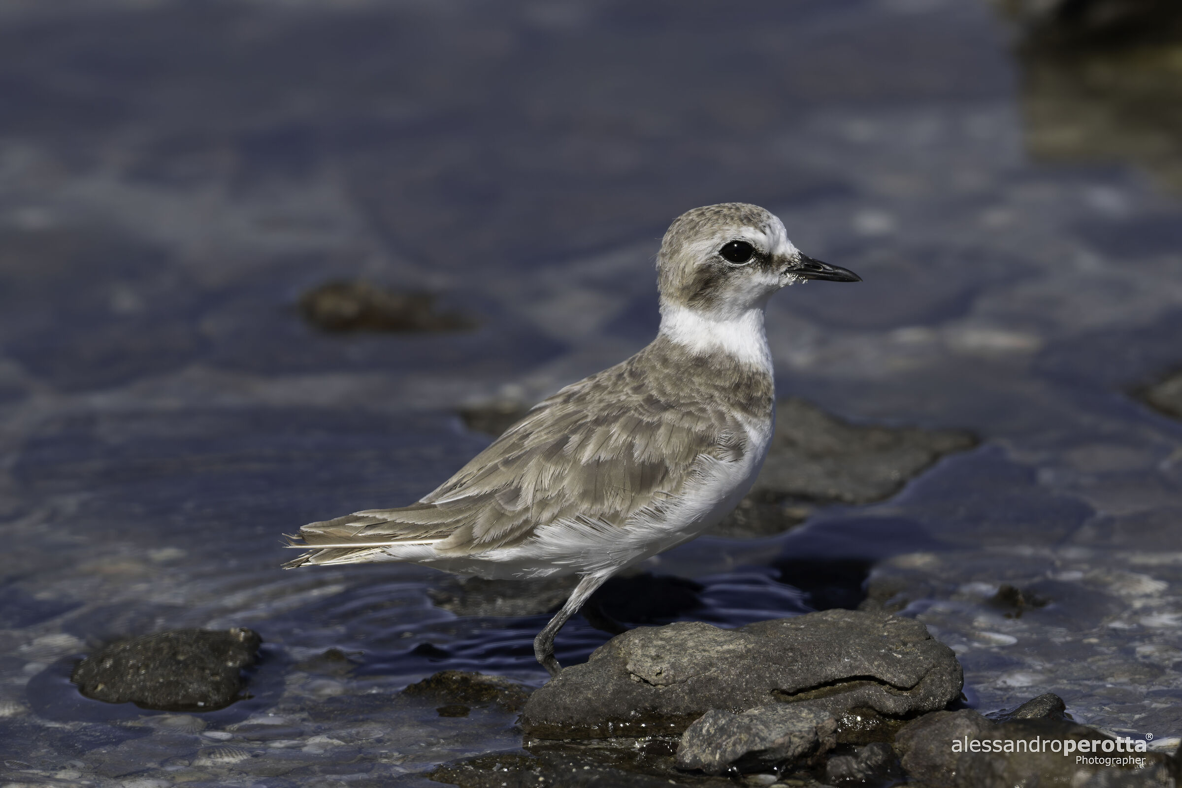Charadrius alexandrinus