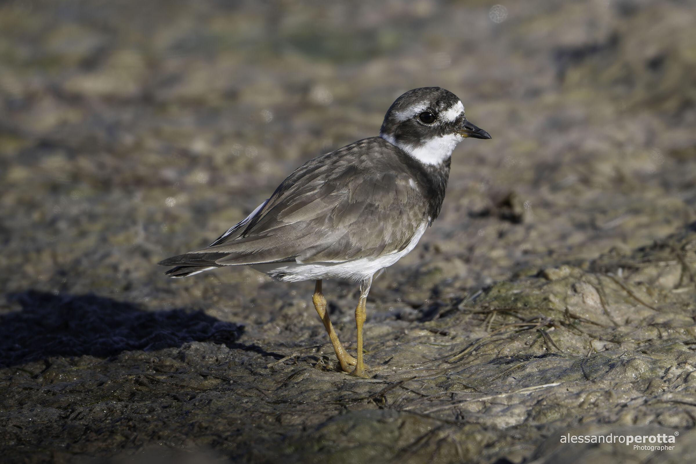 Charadrius hiaticula
