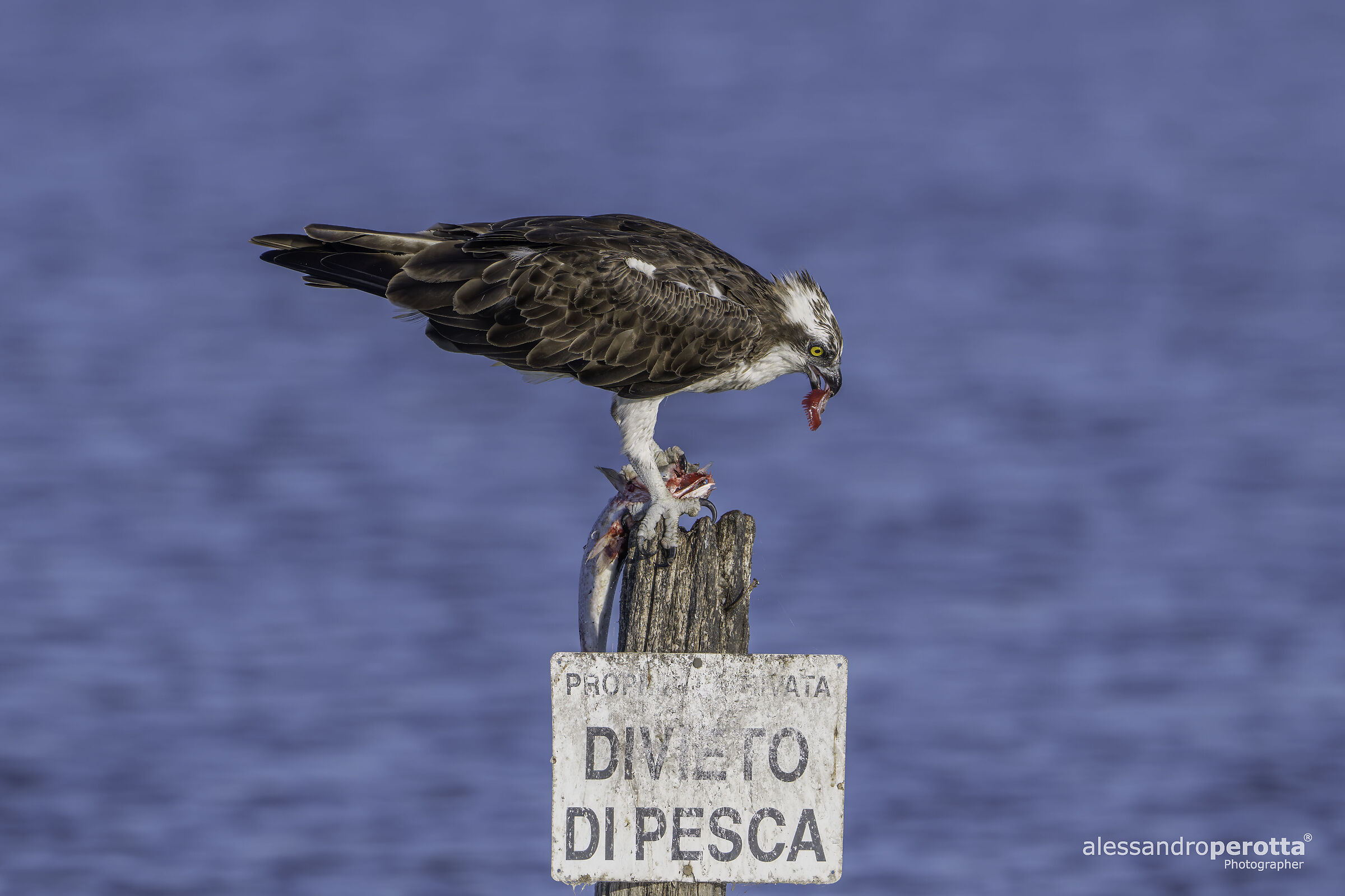 Pandion haliaetus