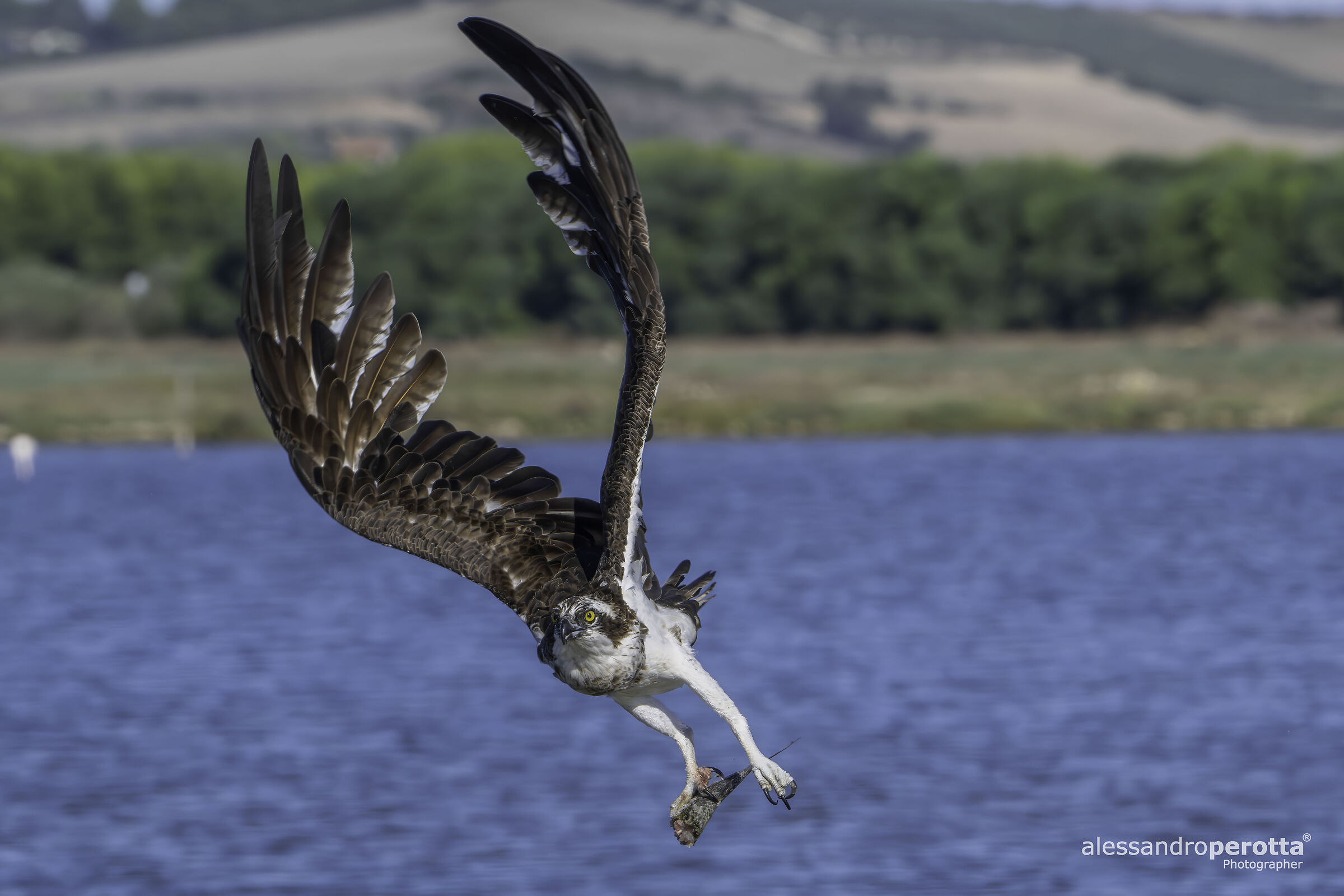 Pandion haliaetus