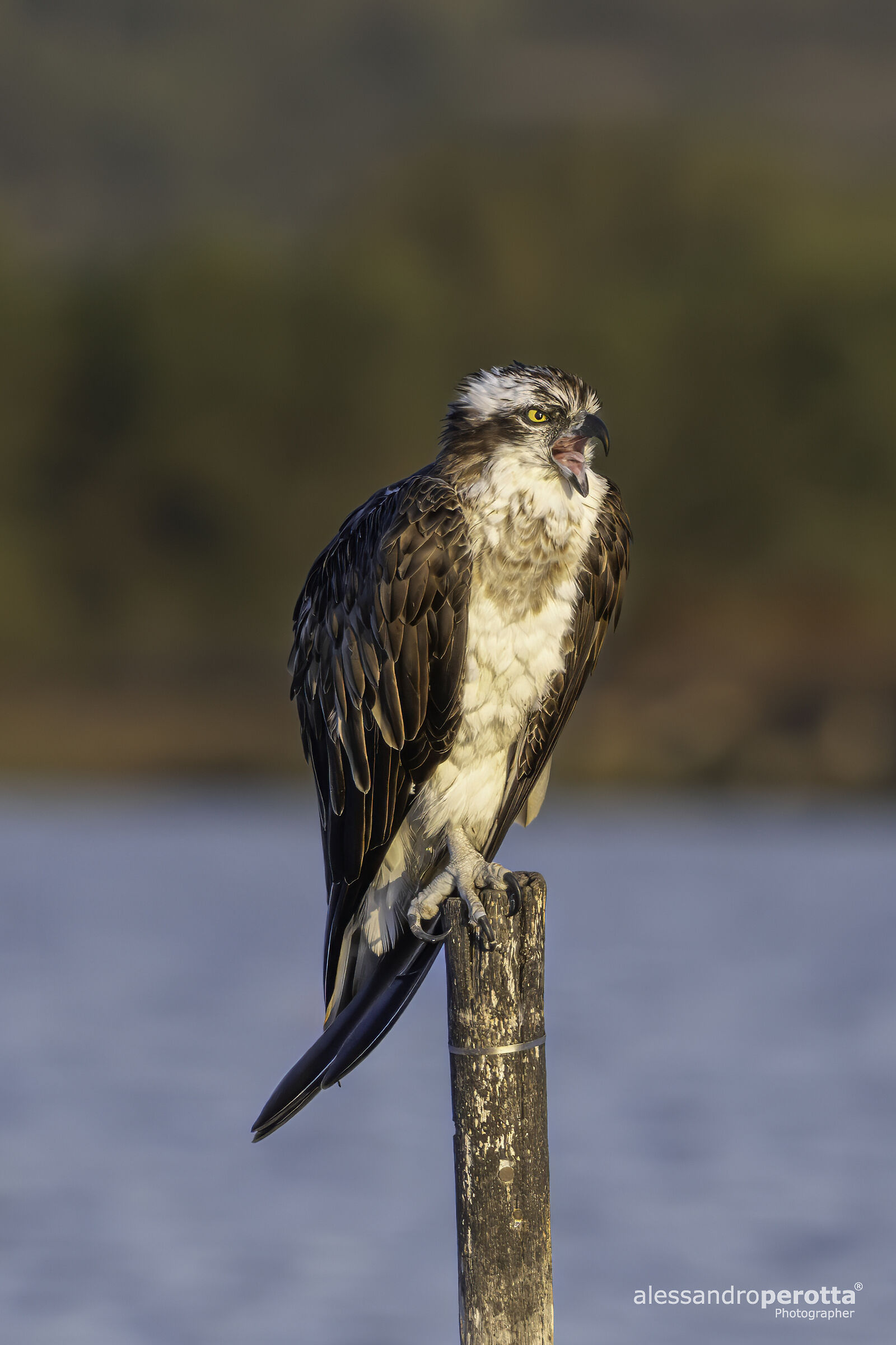 Pandion haliaetus