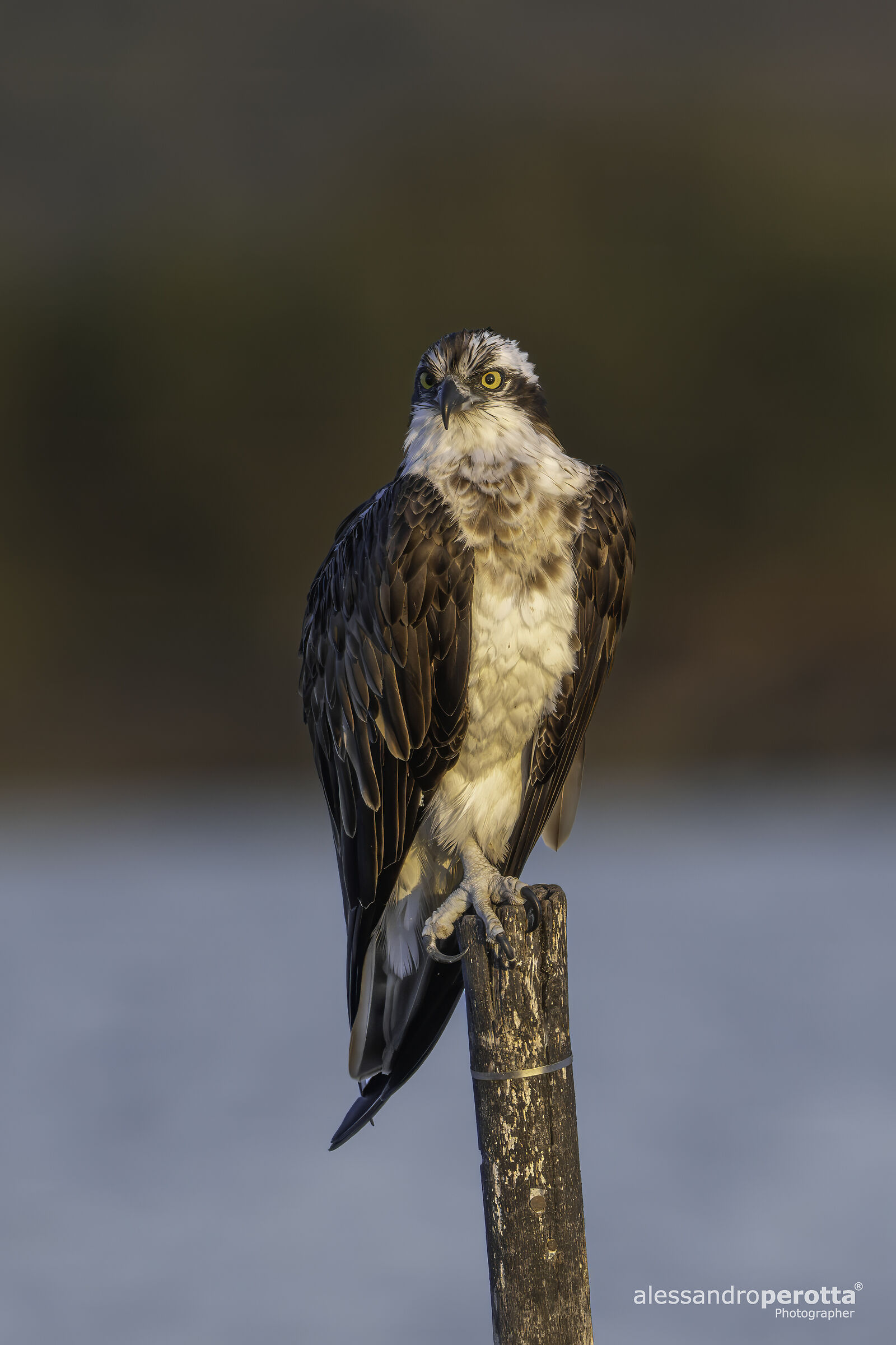 Pandion haliaetus