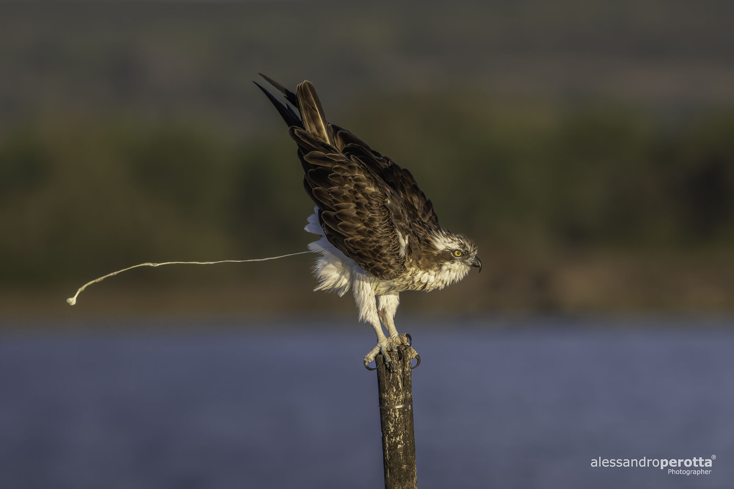 Pandion haliaetus