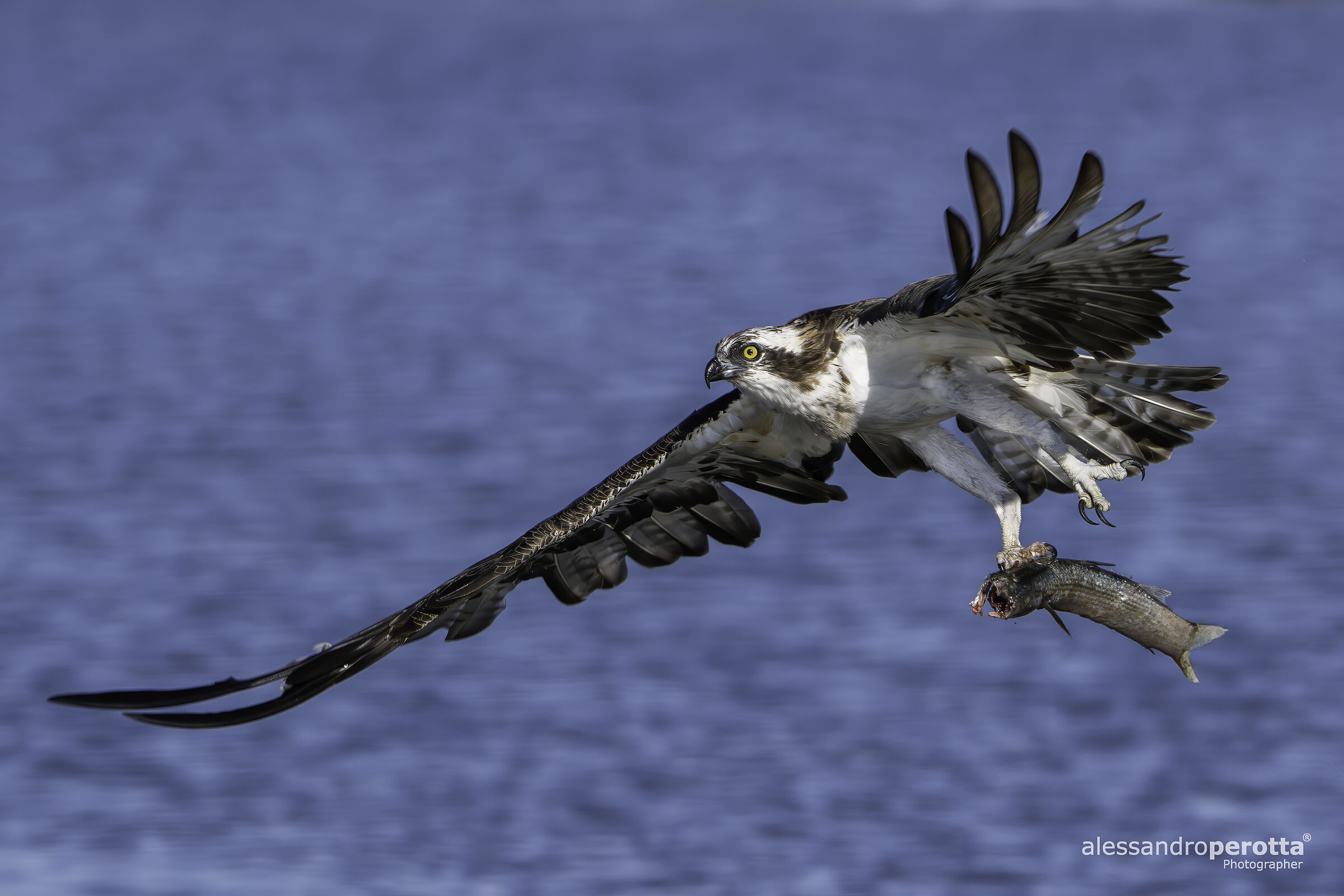 Pandion haliaetus