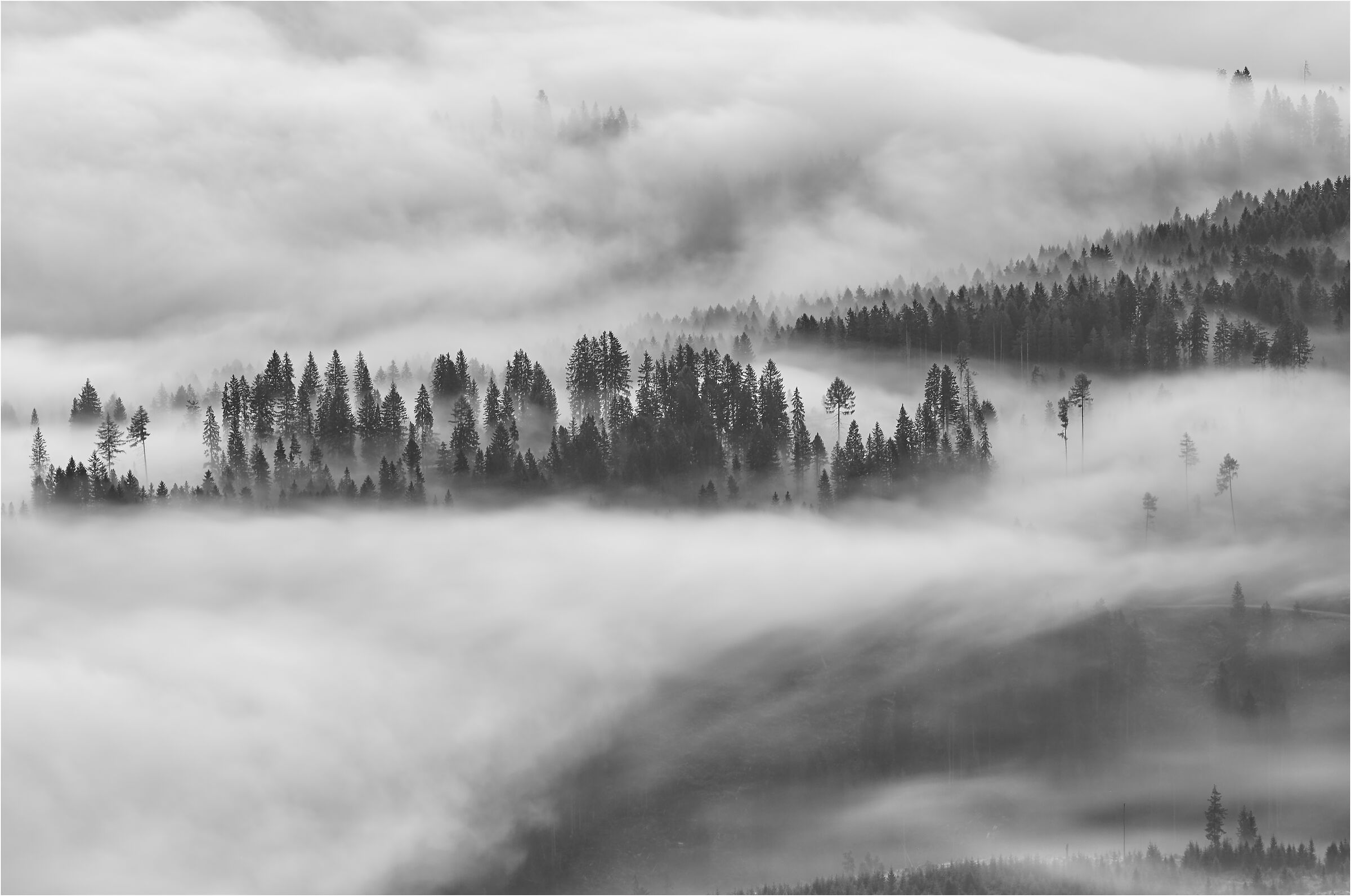 -arriva la nebbia nel bosco-