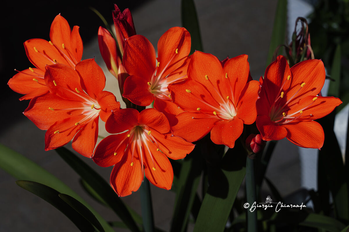 Mamma Rosa (Cyrtanthus elatus) Famm. Amaryllidaceae