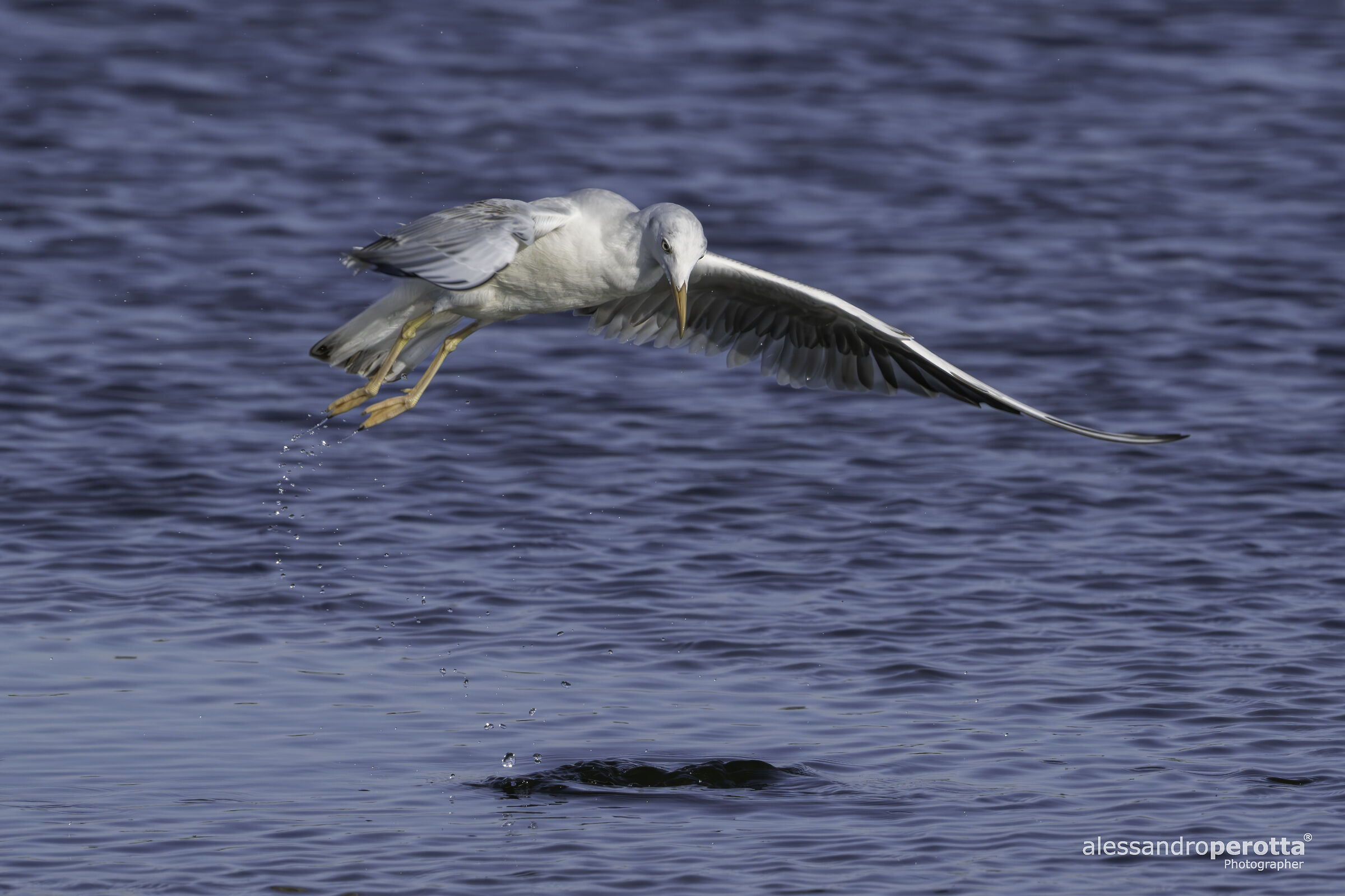 Chroicocephalus ridibundus