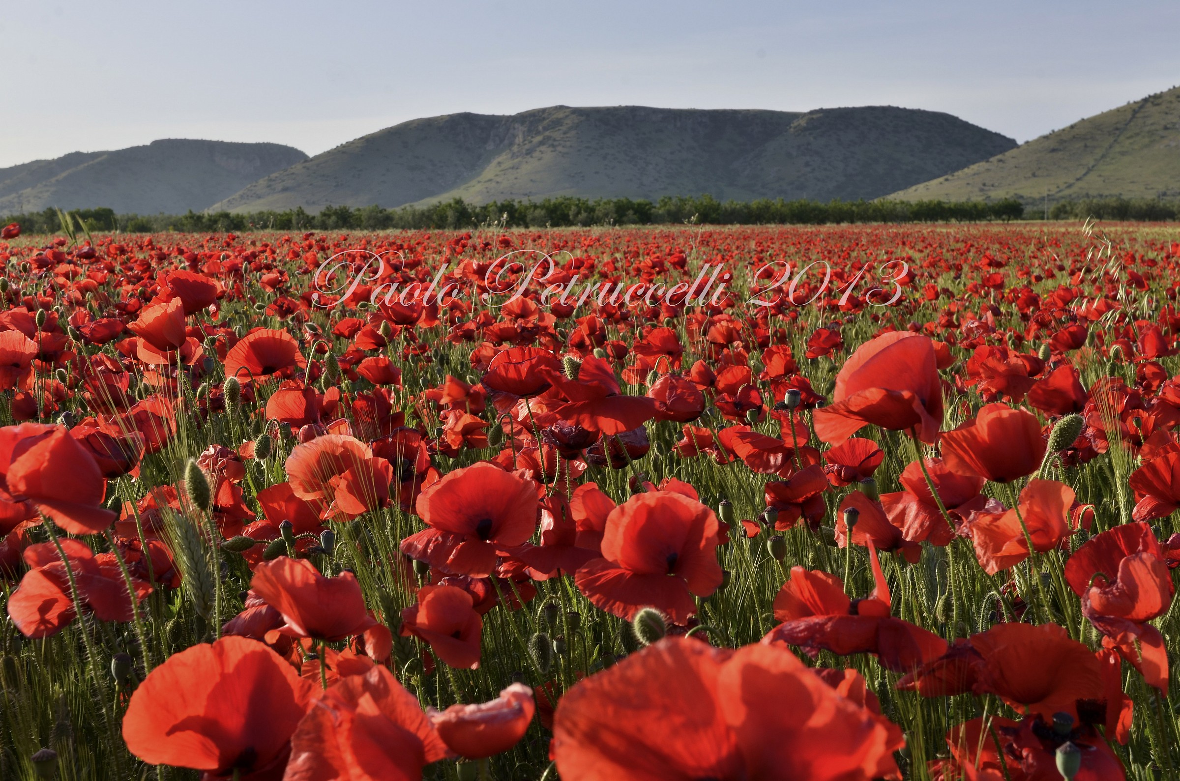 Field of poppies near Manfredonia FG